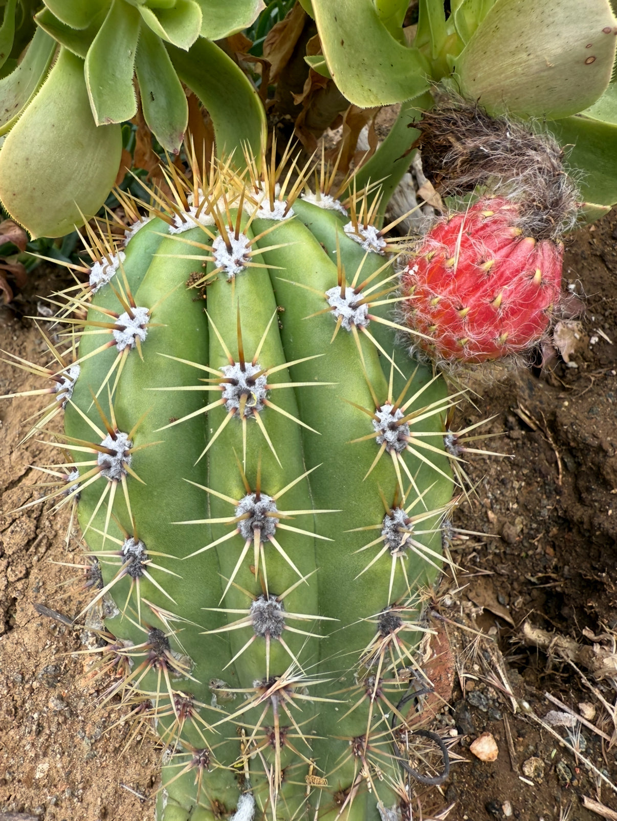 Trichocereus Candacans Seeds