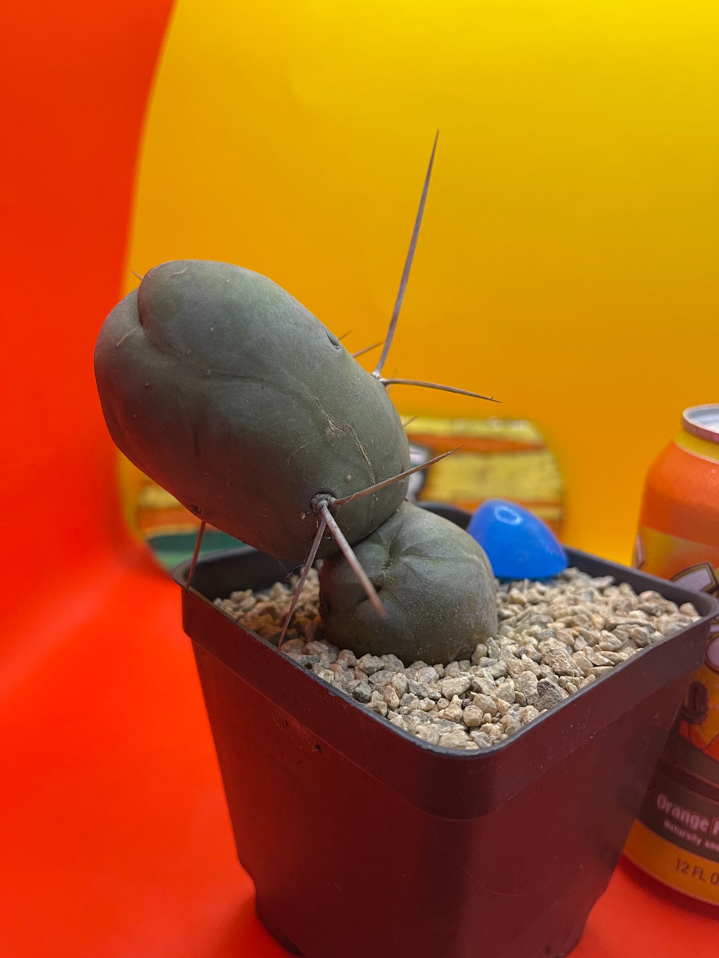 Tbm CACTUS !!!