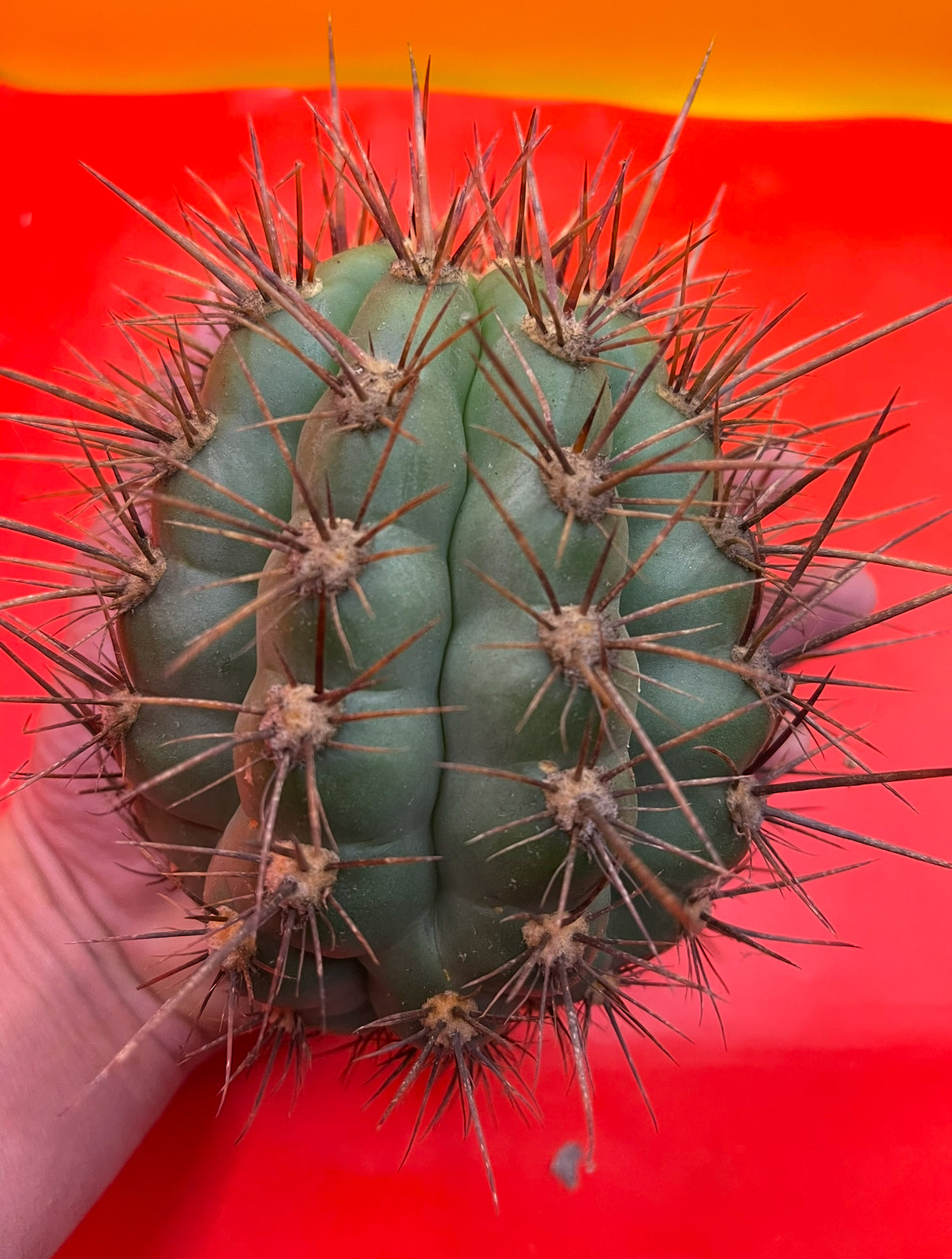 2025 harvest - 50 SEEDS OF one of the largest San Pedro Cactus - Trichocereus TACAQUIRENSIS!