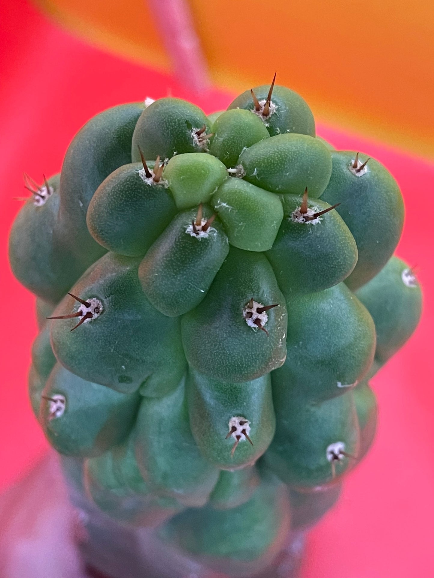 Monstrose San Pedro cactus - TPM !