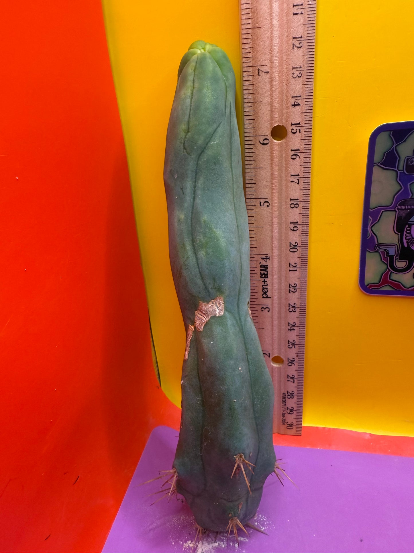 LONG FORM TBM-A cactus