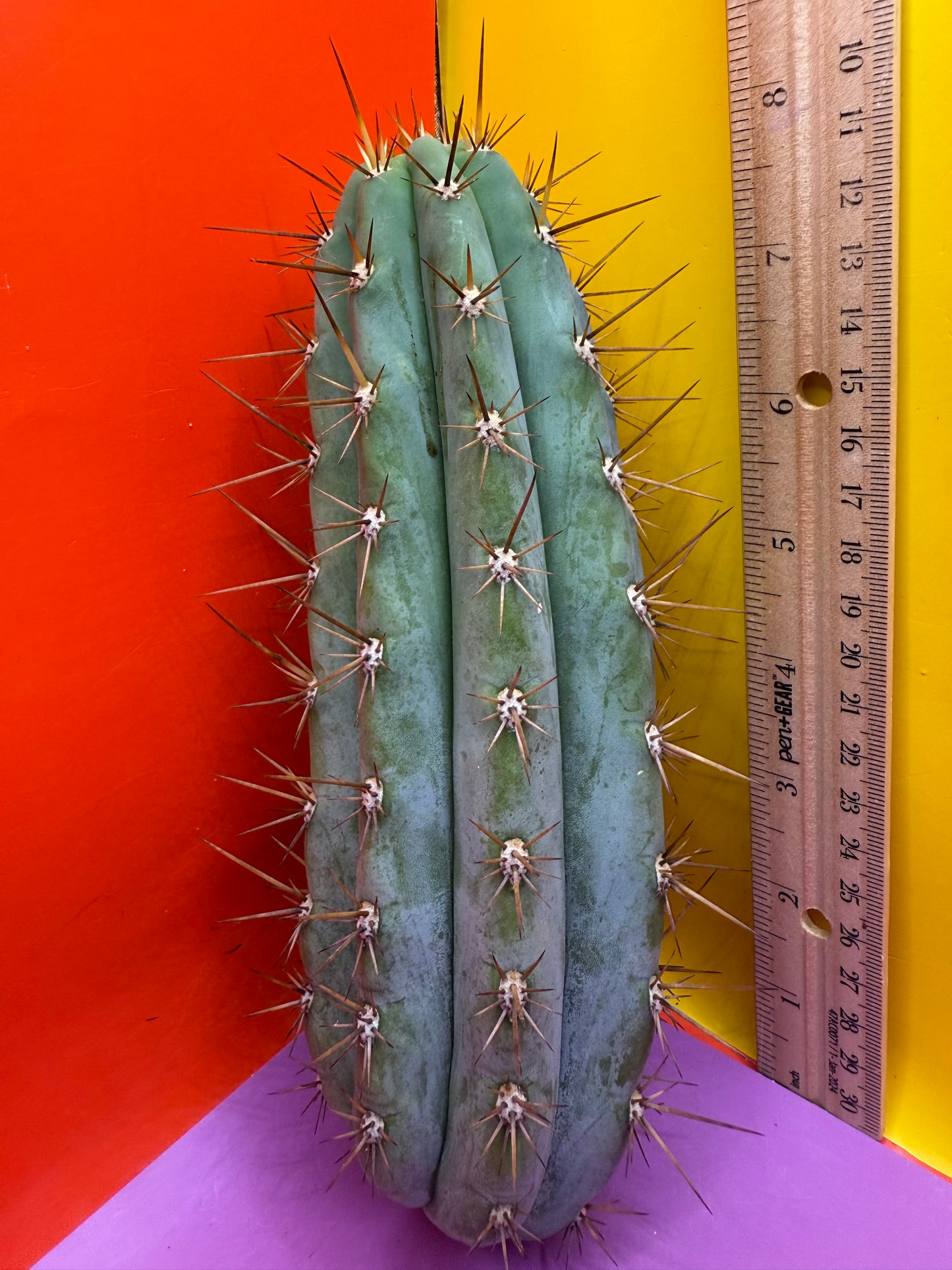 Trichocereus Matucana !