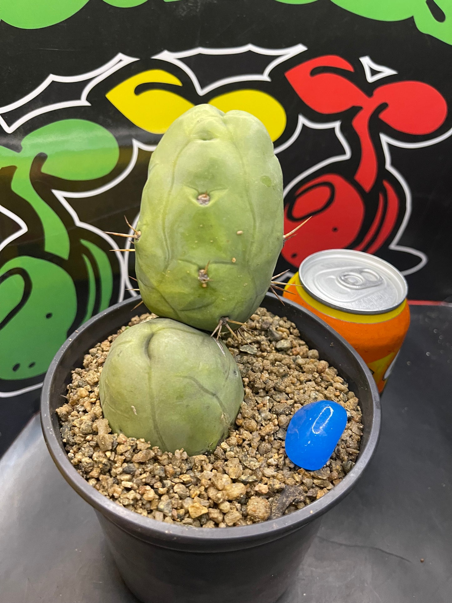 TBM - San Pedro cactus🌵