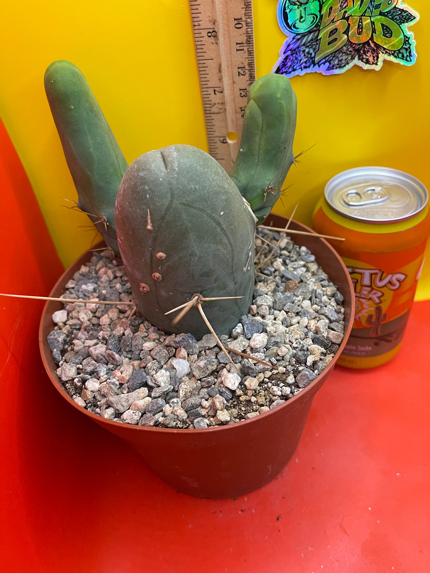 TBM !! This exact cactus in its pot