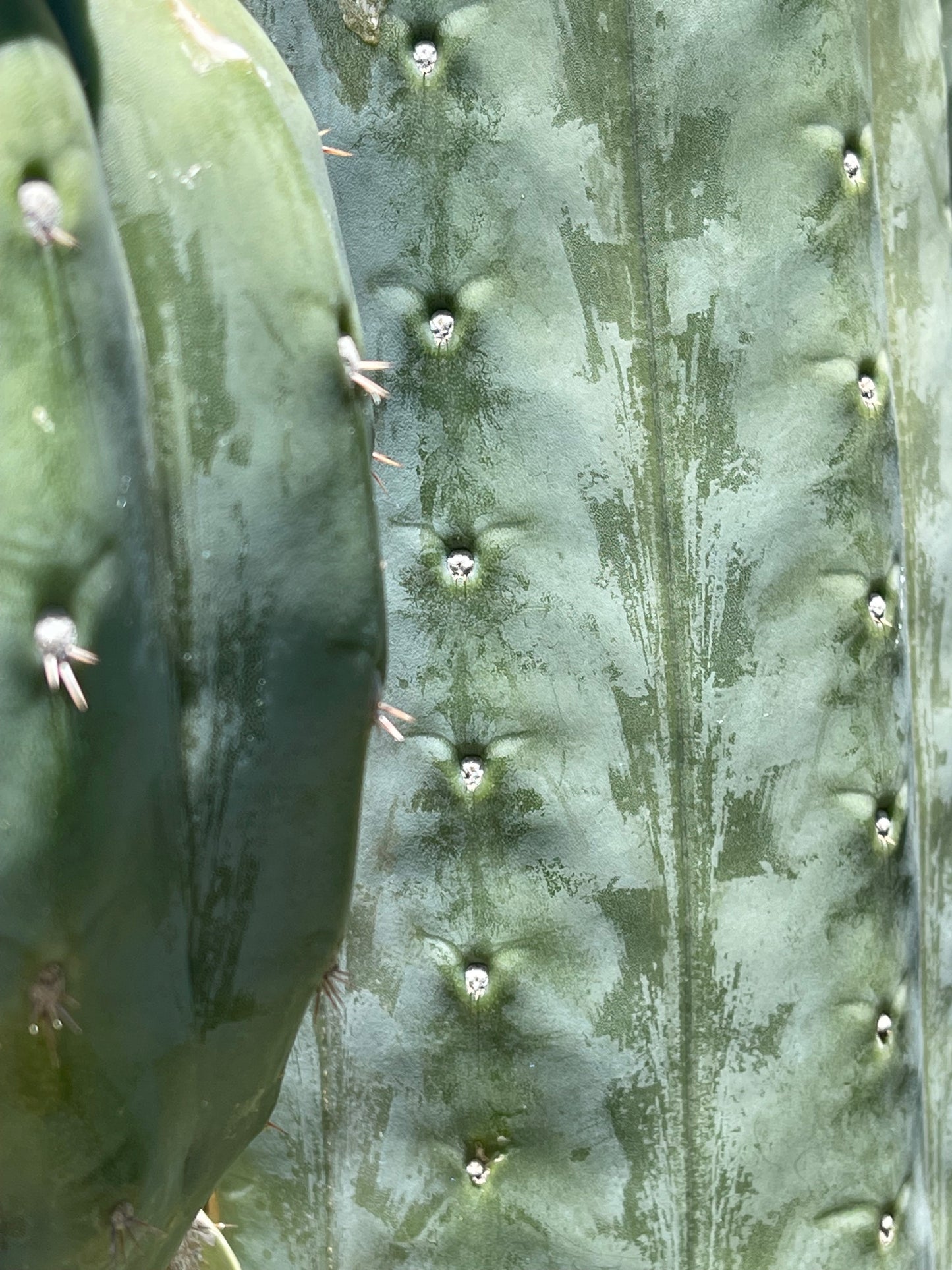 100 San Pedro Cactus - “Cahuilla” seeds!!