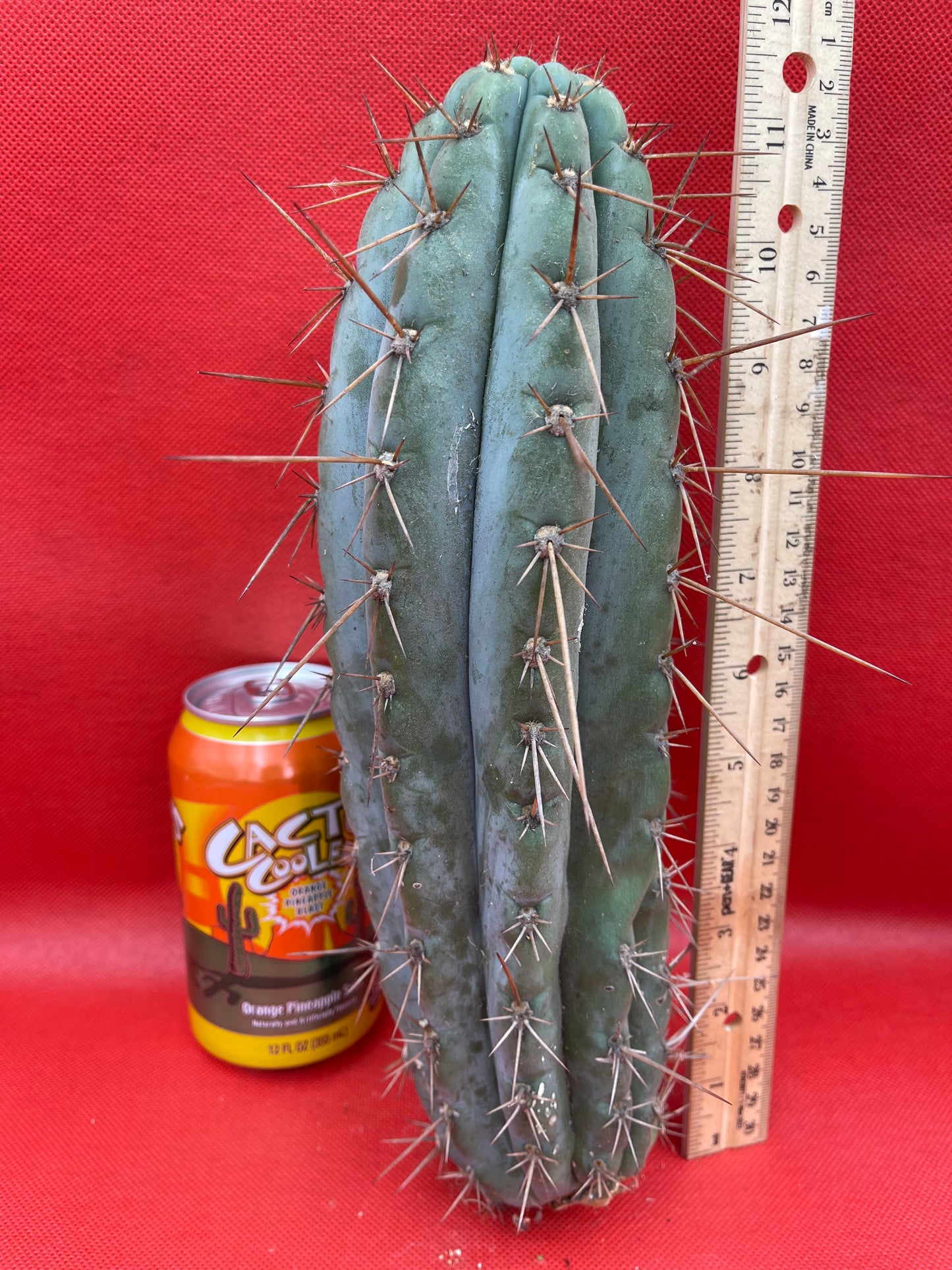 Trichocereus “Serra Blue”