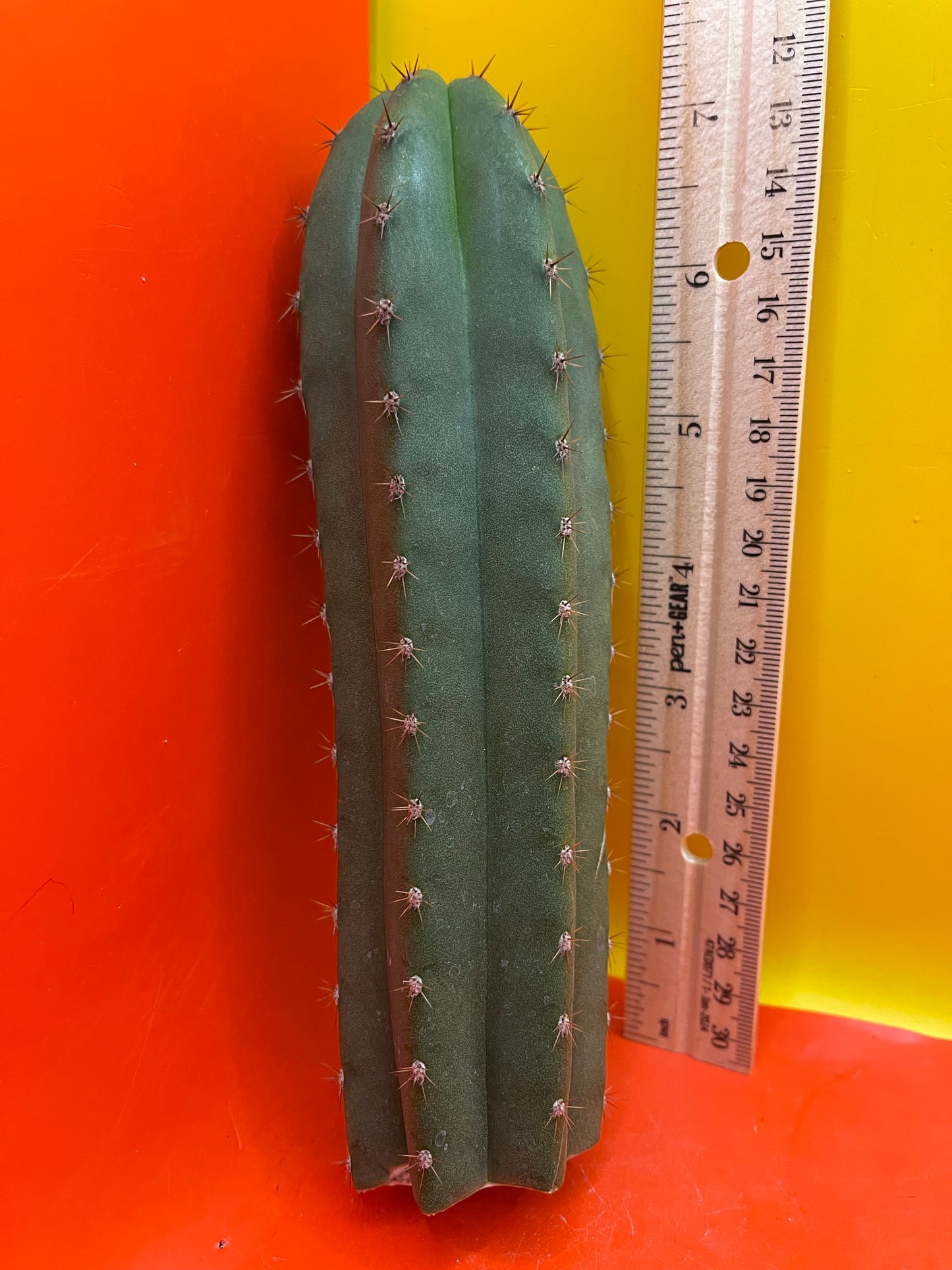 Trichocereus “MT”