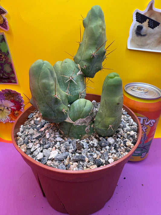 Trichocereus bridgesii monstrose5 segments  , fully rooted !