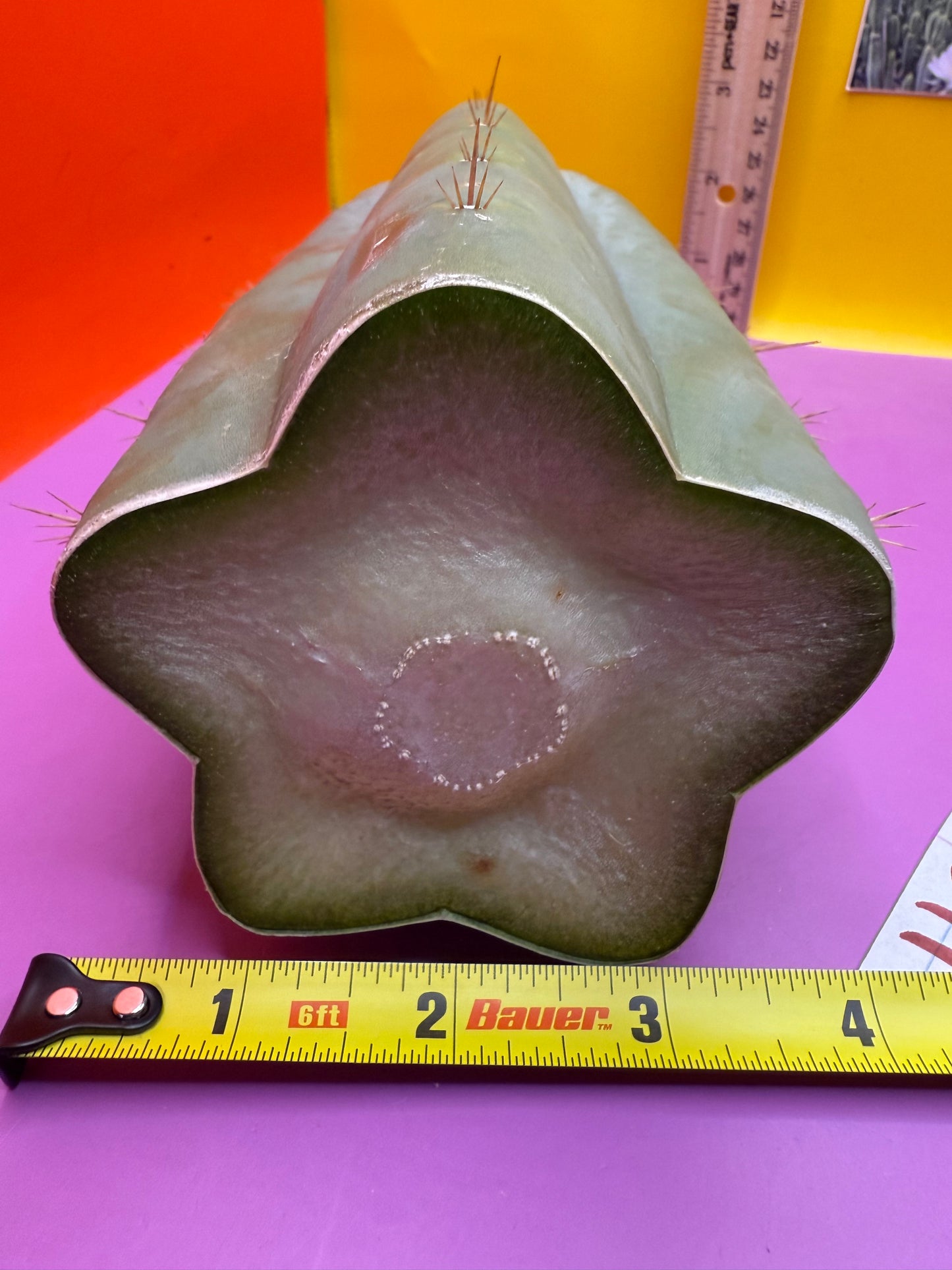 HBG 18568 Trichocereus huanucoensis