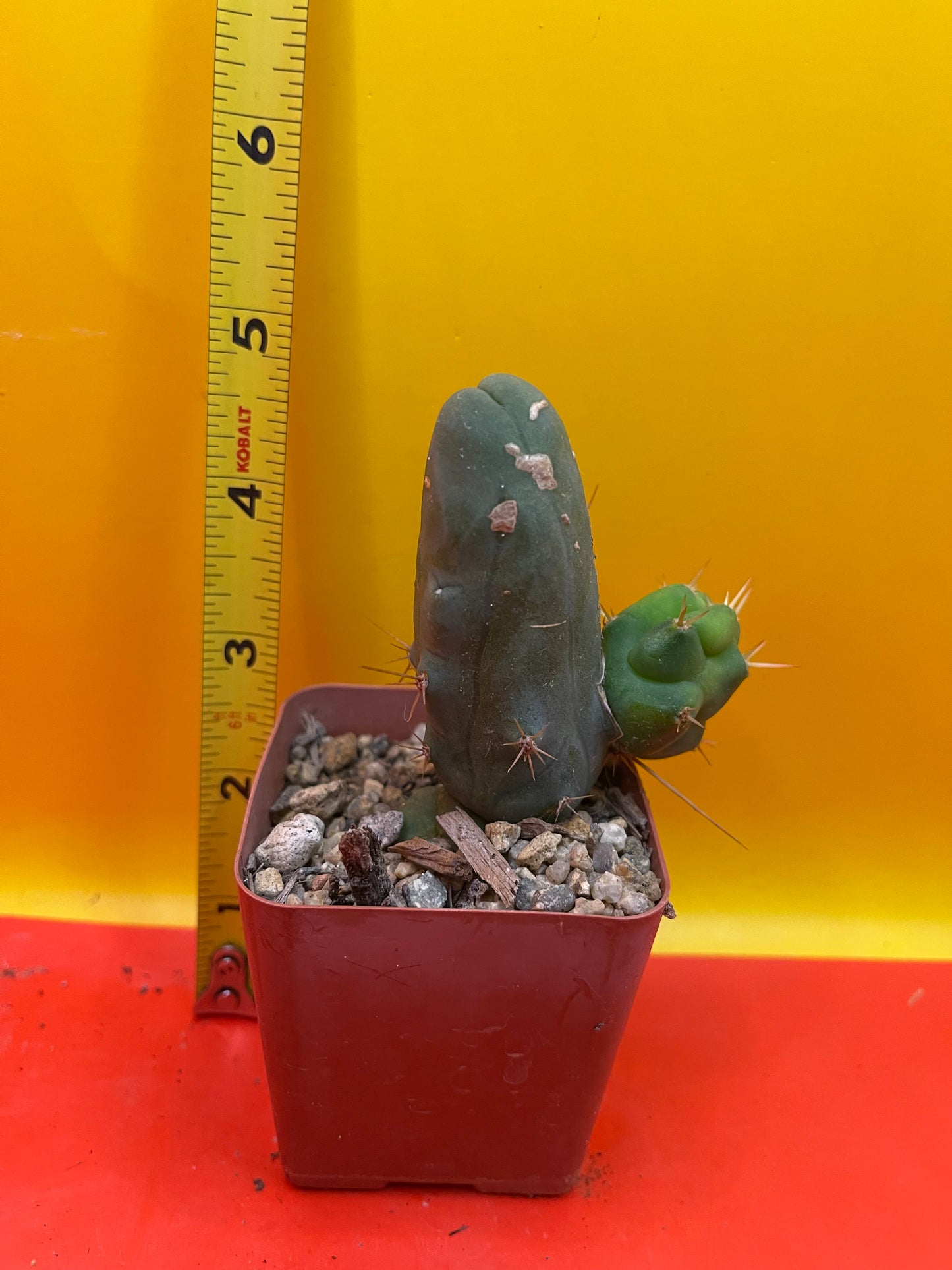 Tbm CACTUS comes in small pot