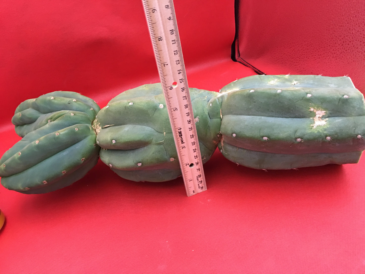 HUGE CAHUILLA Dicot , double header !