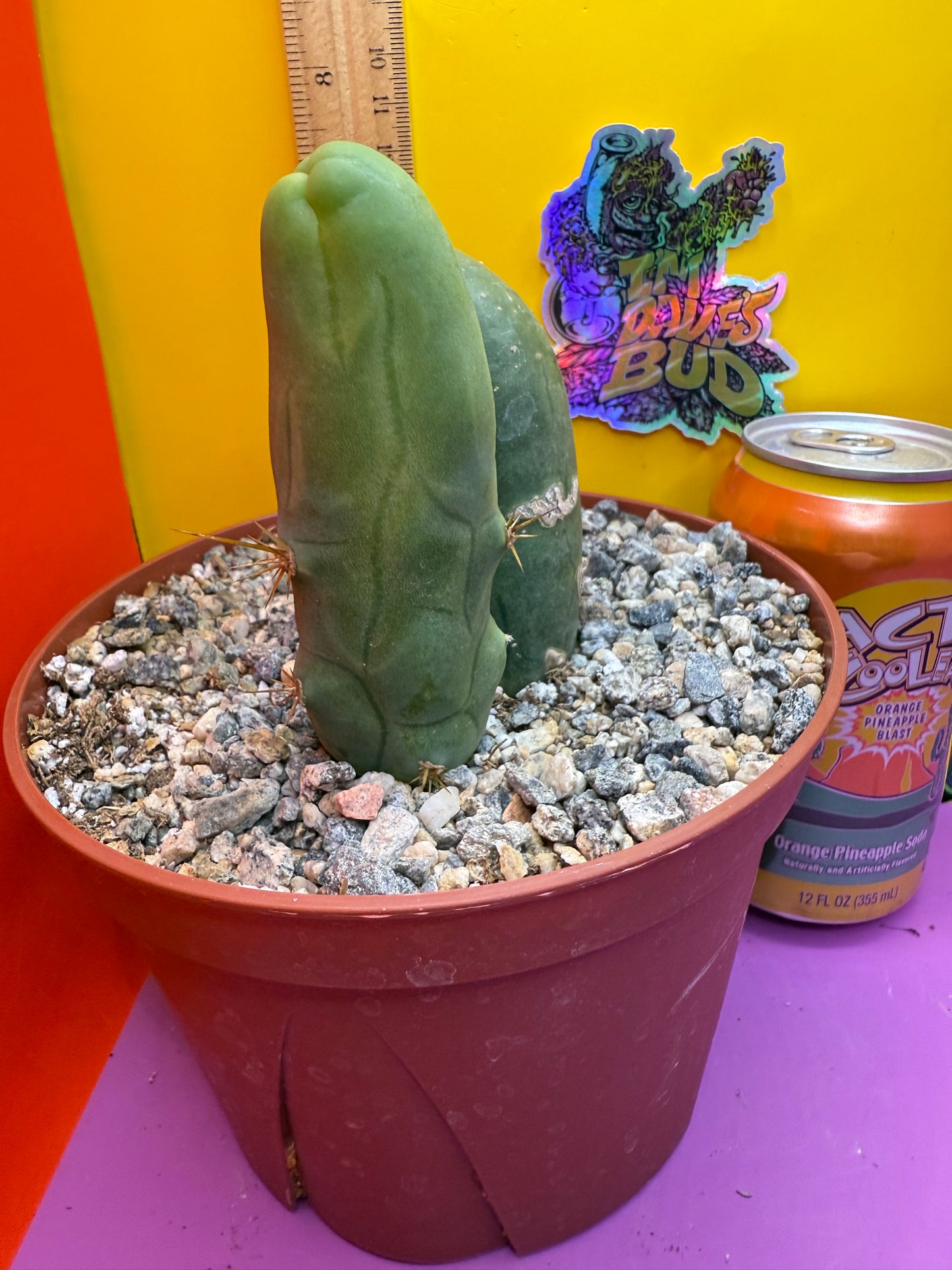 San Pedro Cactus TBM - comes in 6” wide pot !