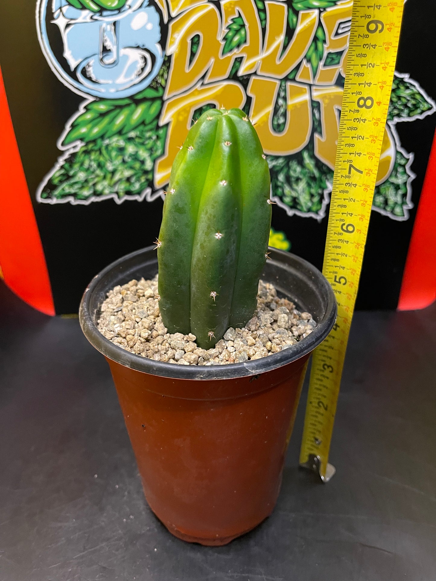 San Pedro cactus in a pot !
