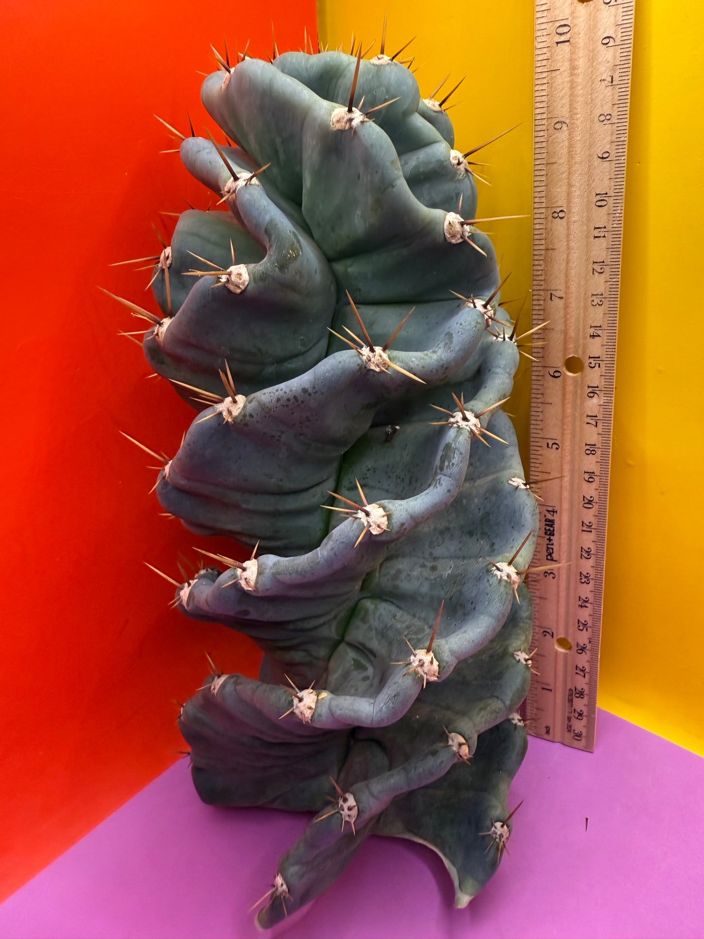FAT 🌀🌵Spiral Cactus !Over 4” thick - Foot long