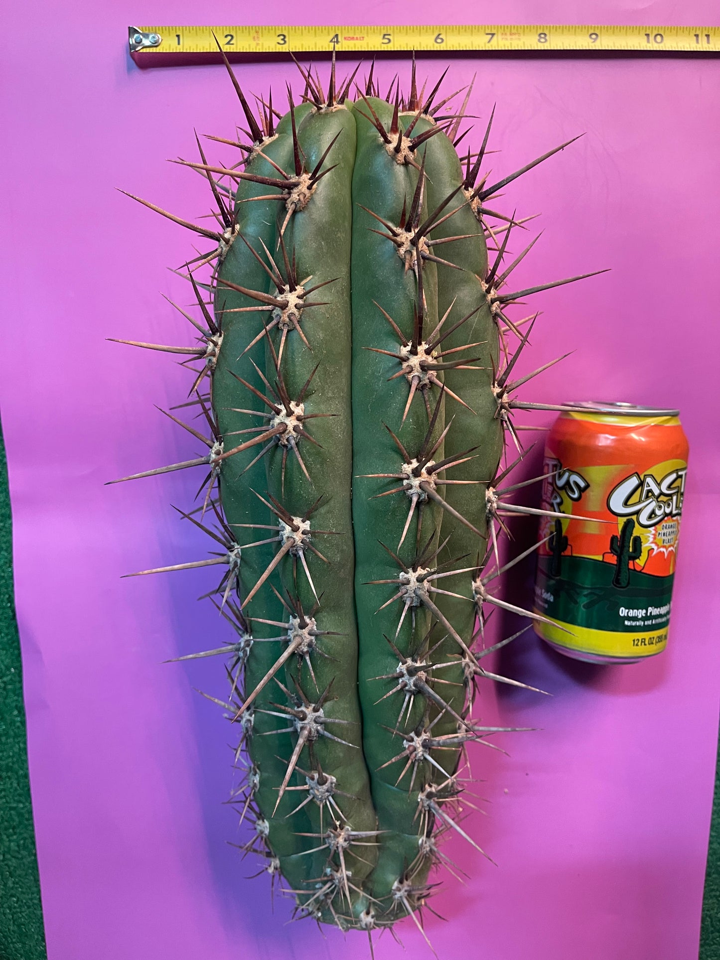 TRICHOCEREUS TACAQUIRENSIS