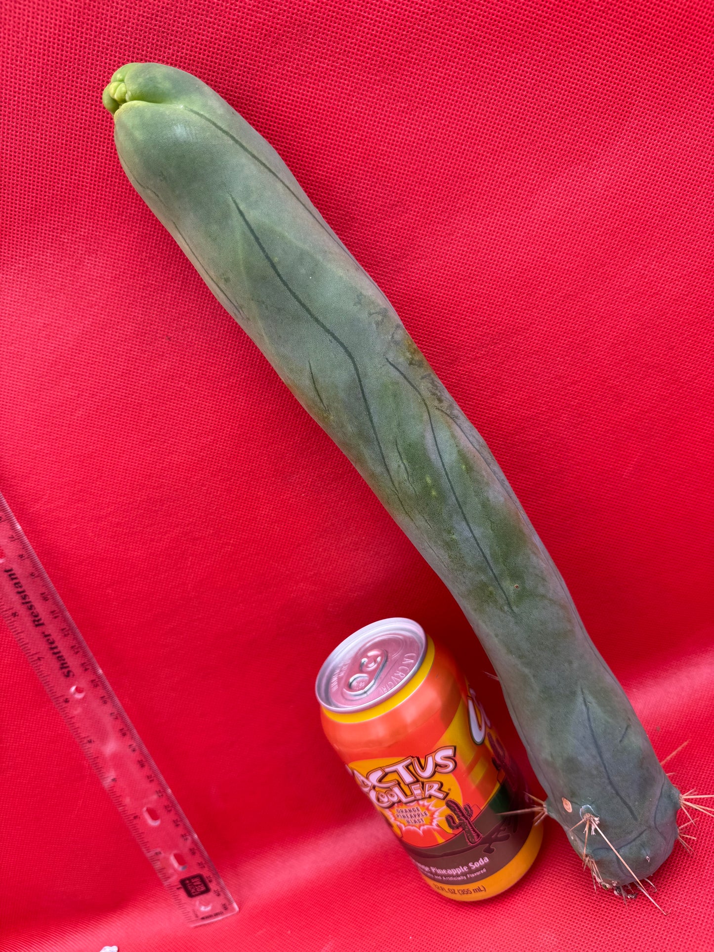 LONG FORM ! TBM-A cactus