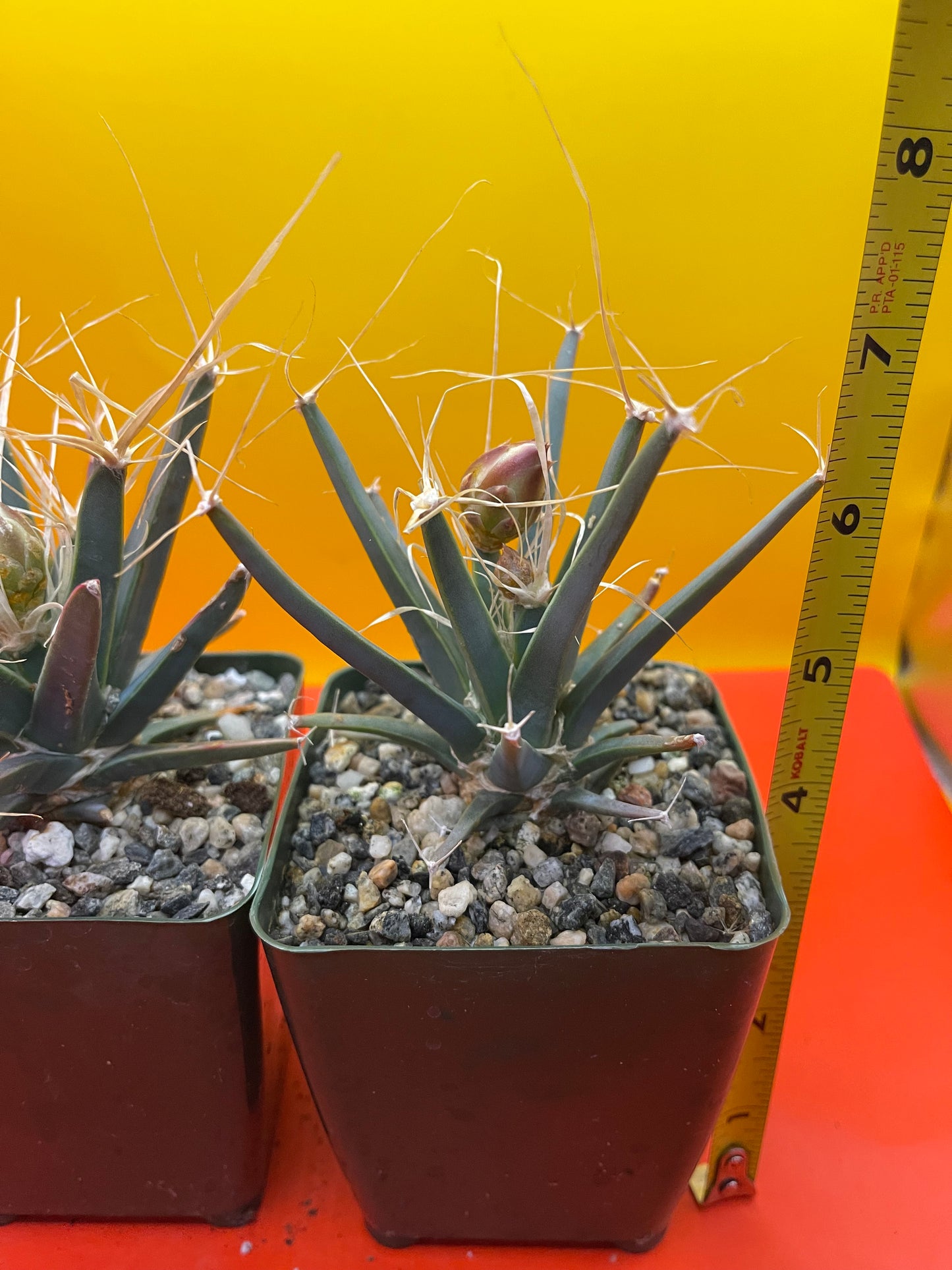 Leuchtenbergia principis with flower buds
