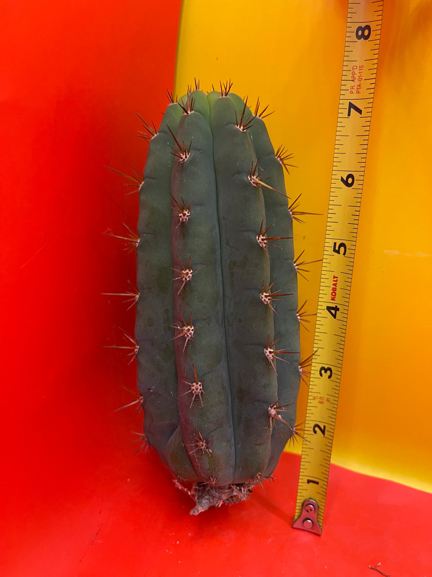 Trichocereus peruvianus