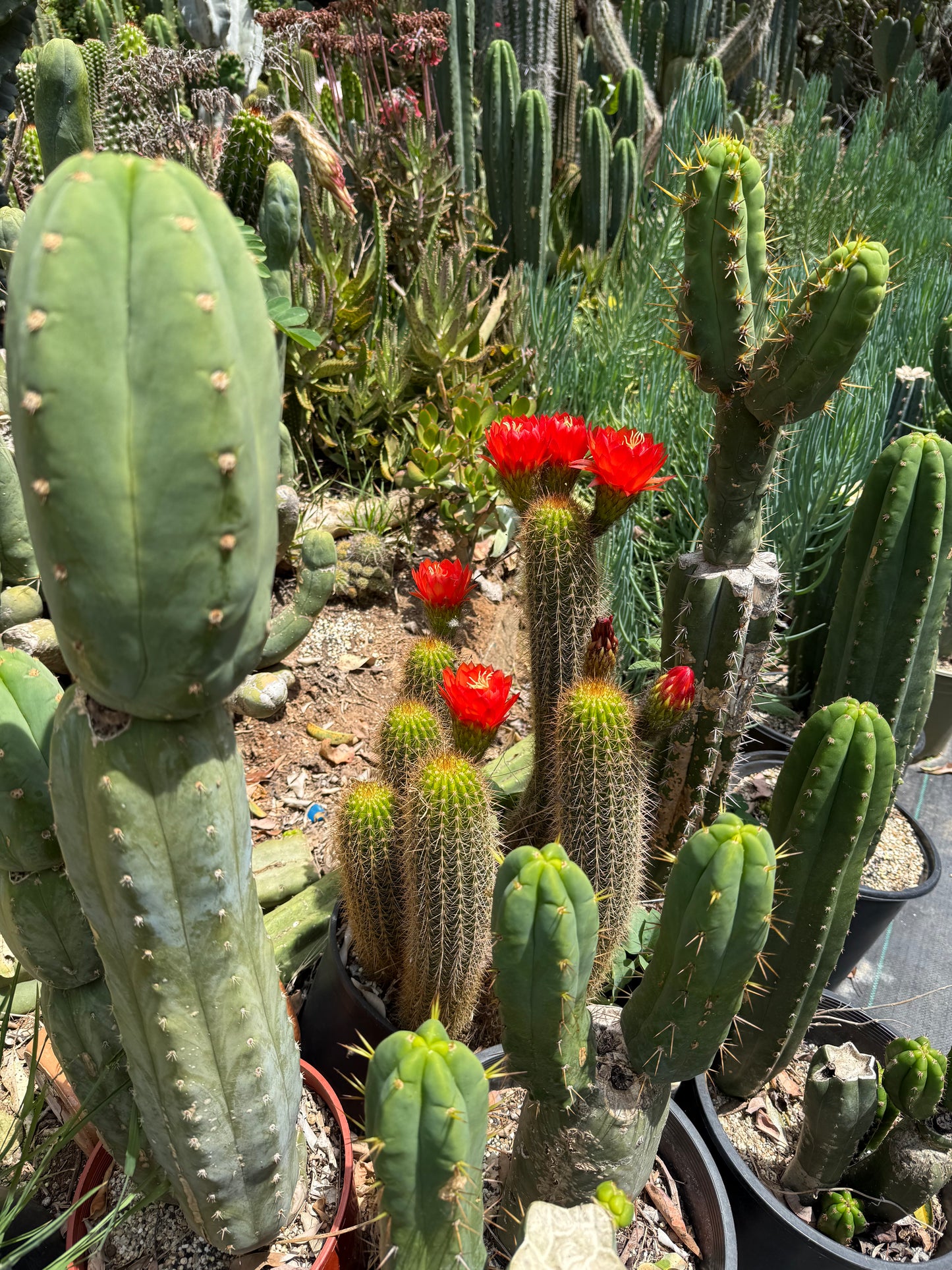 Trichocereus strigosus x Huascha Seeds