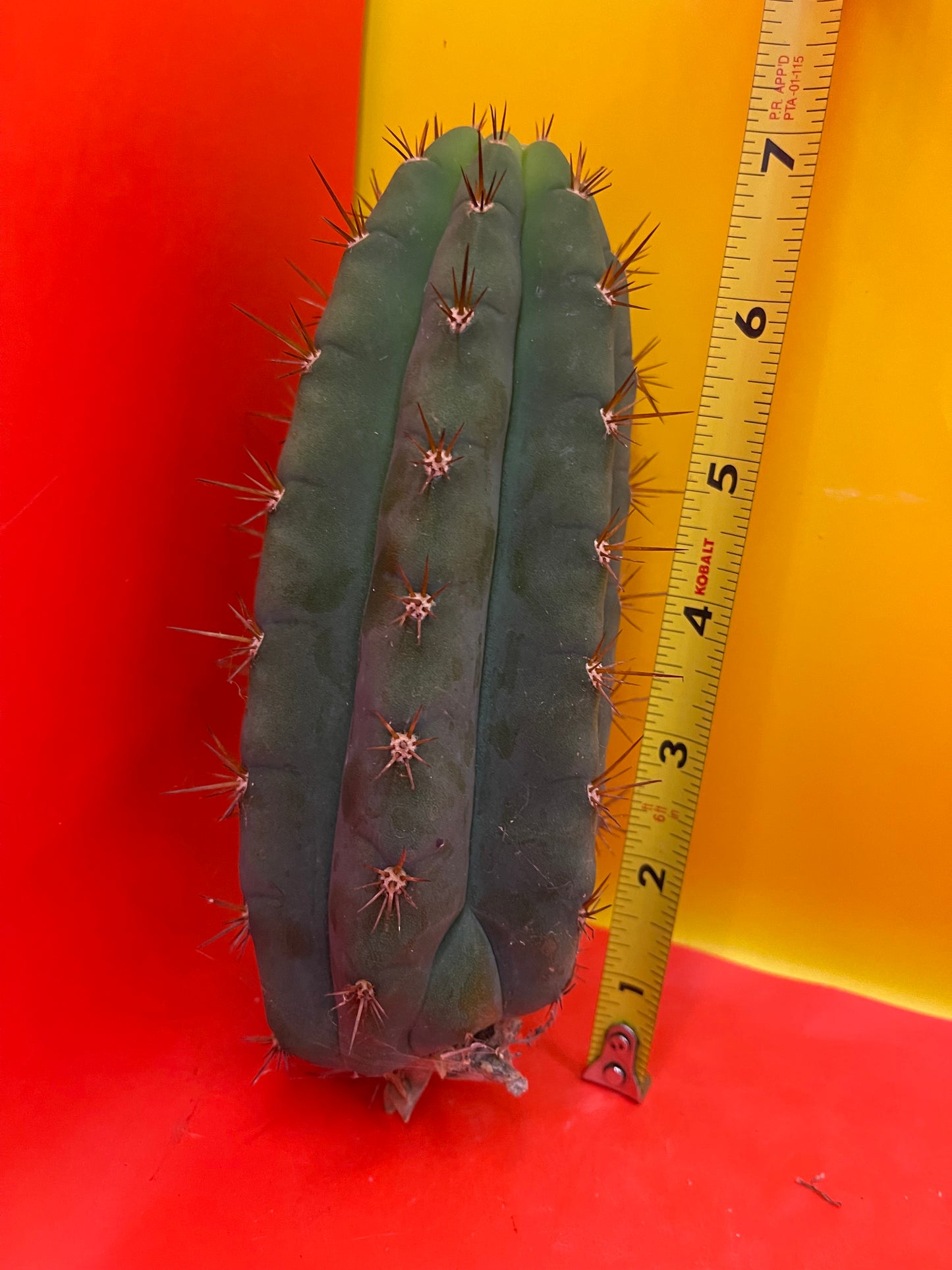 Trichocereus peruvianus