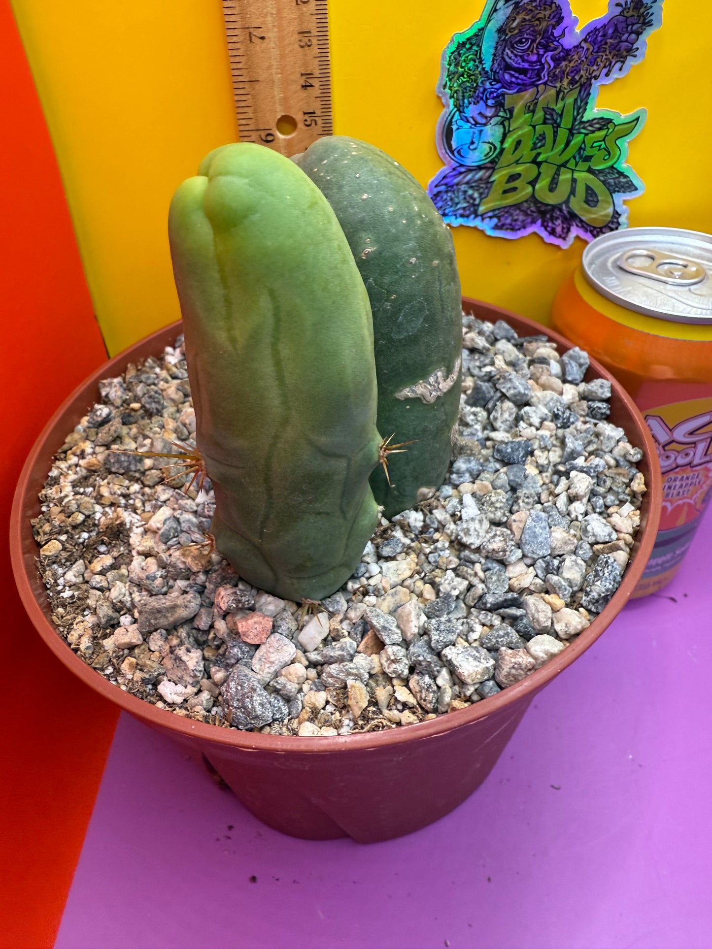 San Pedro Cactus TBM - comes in 6” wide pot !