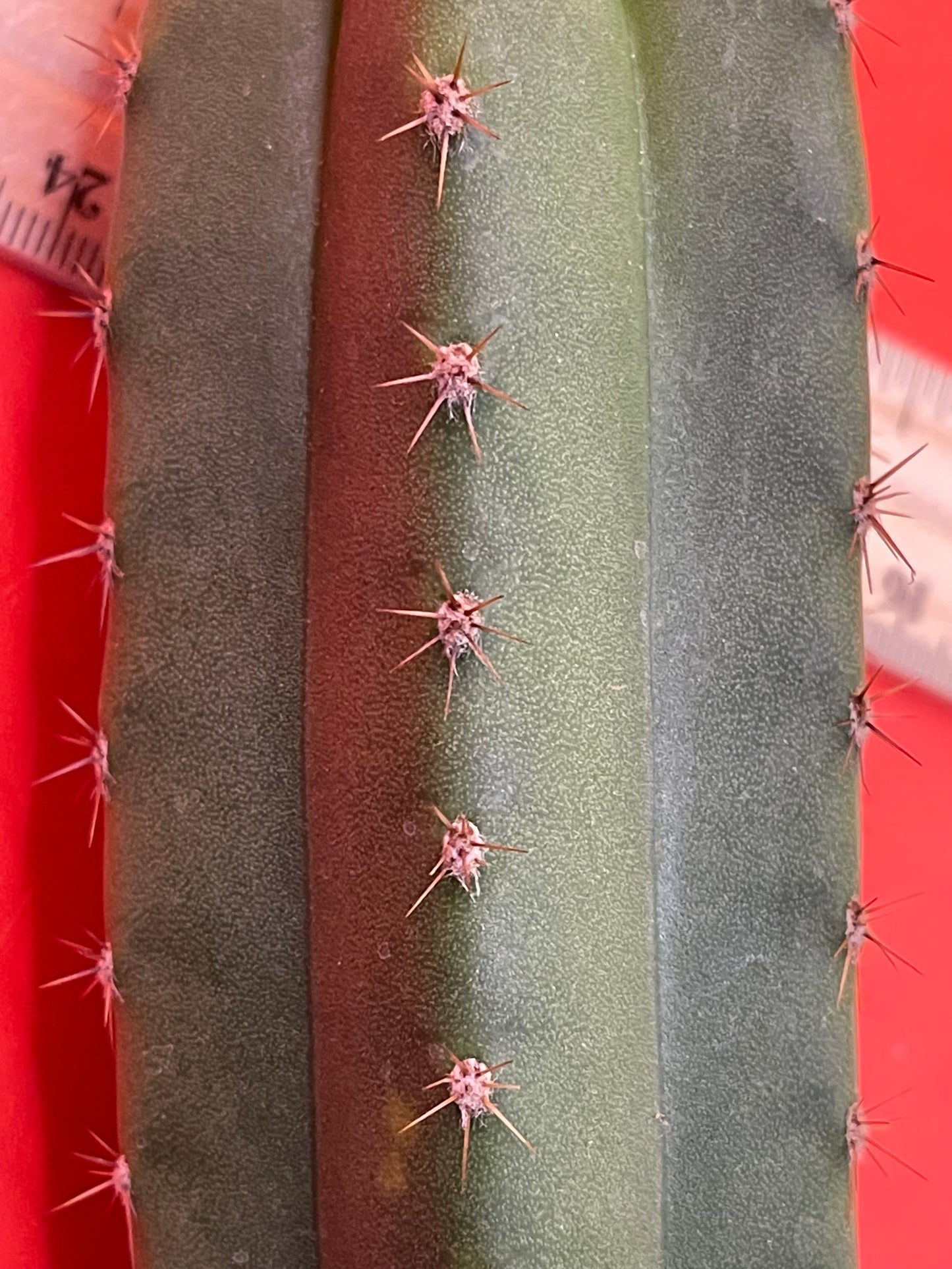 Trichocereus “MT”