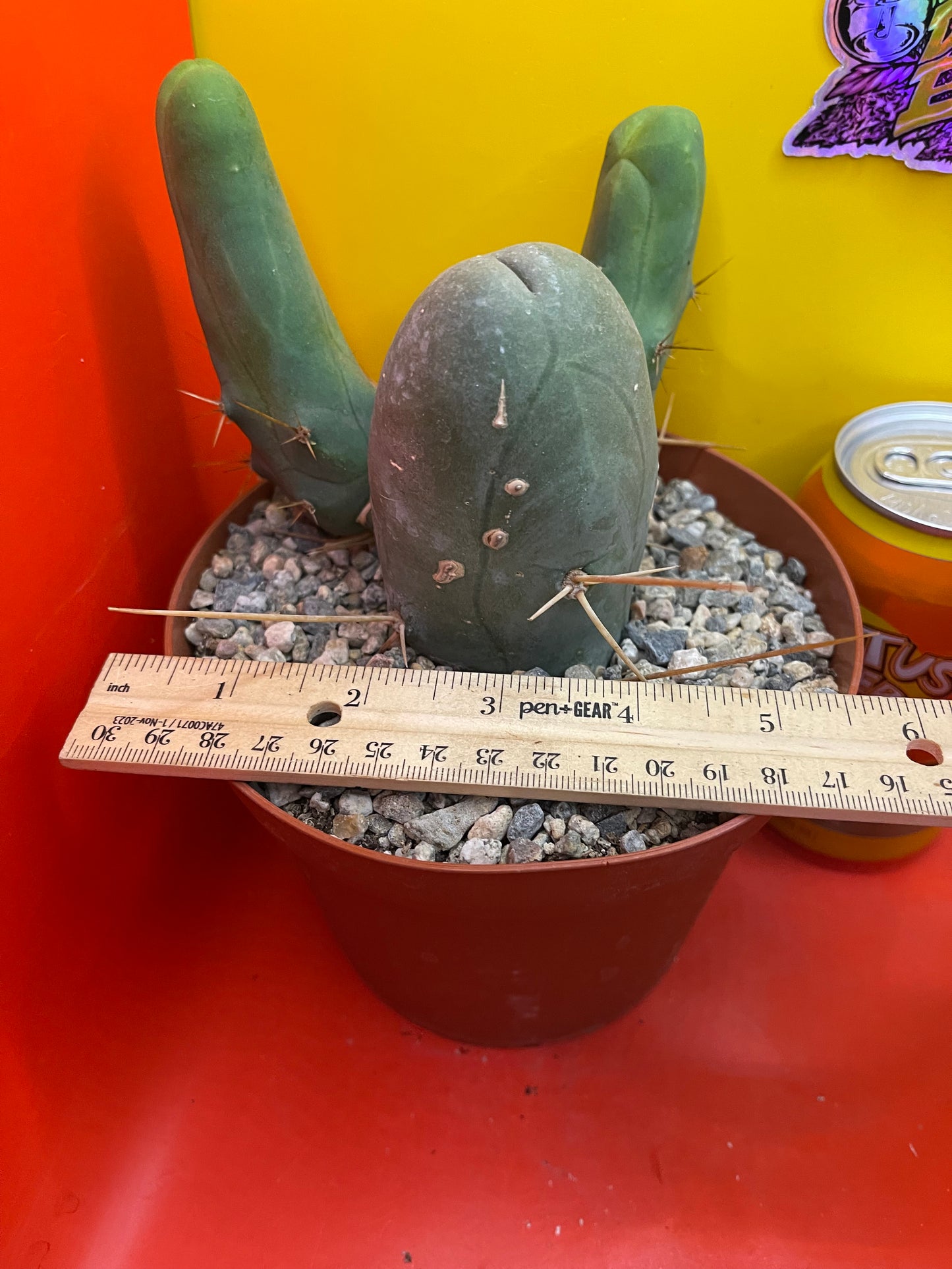 TBM !! This exact cactus in its pot