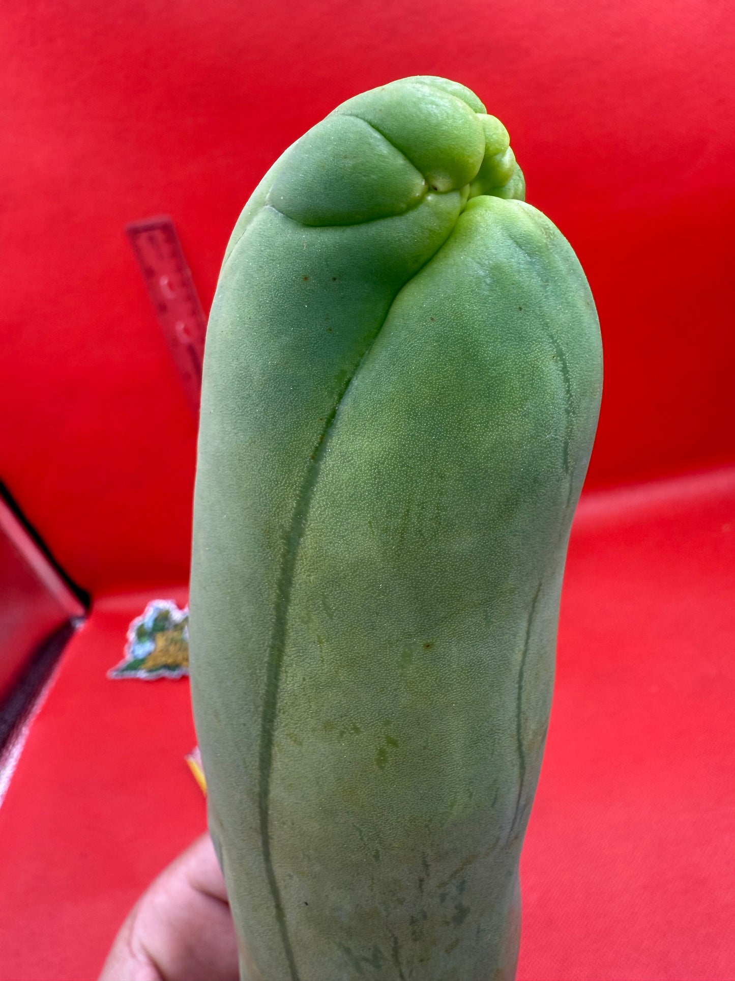 LONG FORM ! TBM-A cactus