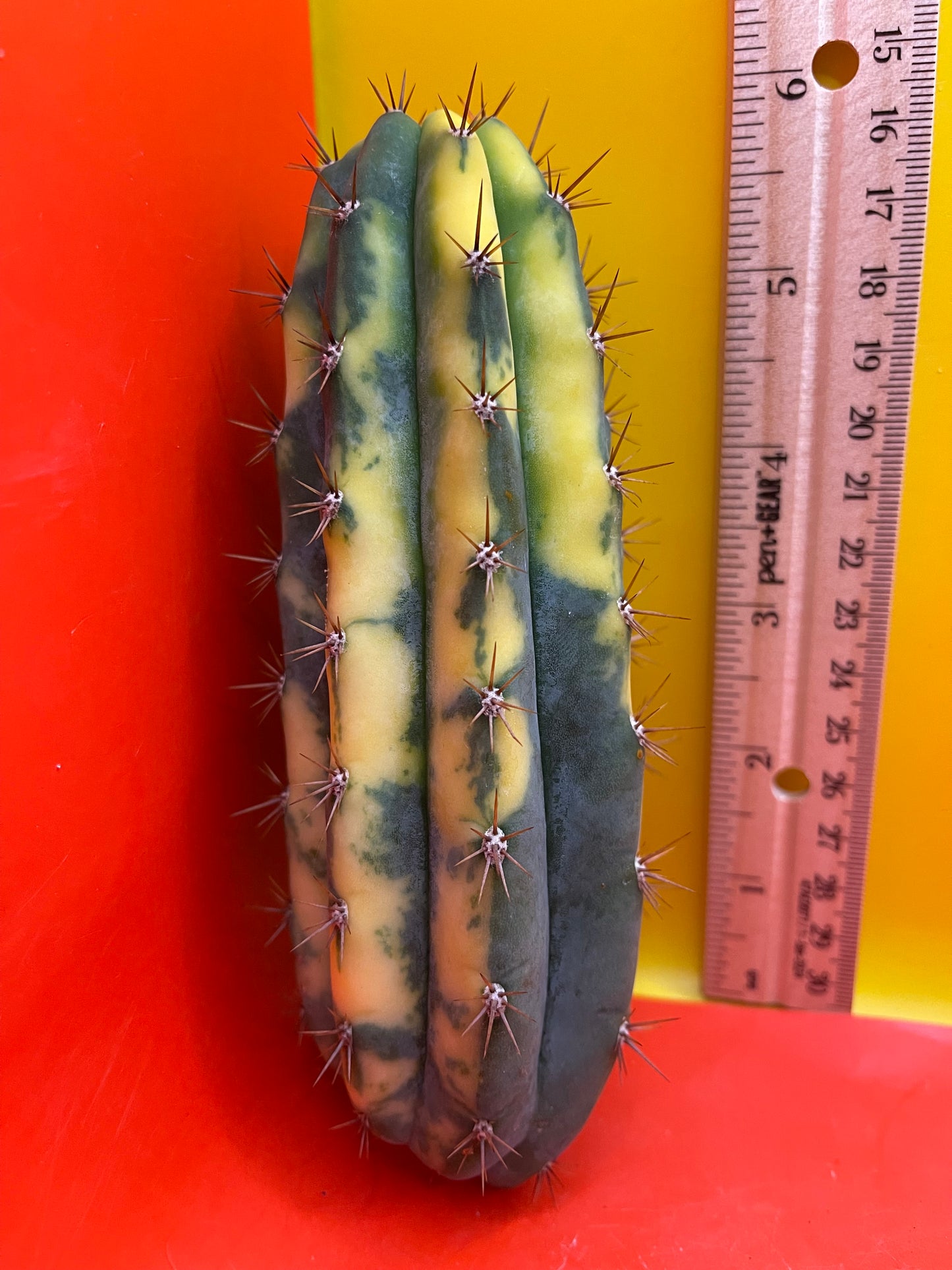 Variegated San Pedro Cactus trichocereus !