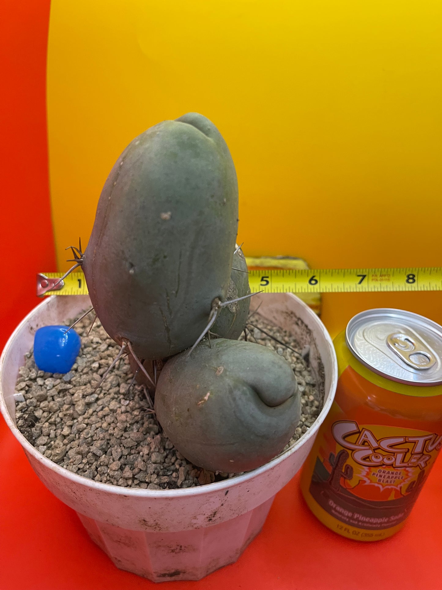 Tbm CACTUS!!! Bare root