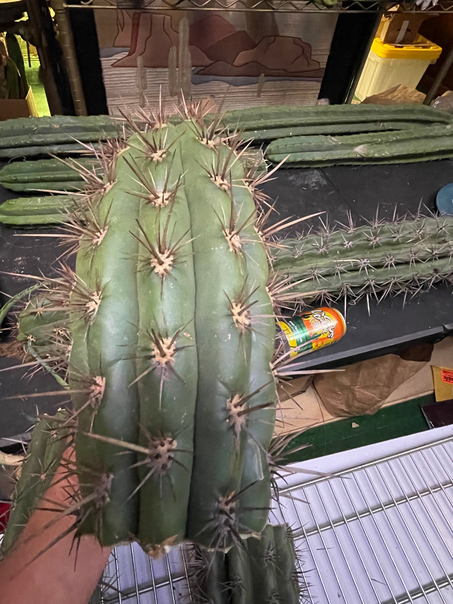 Trichocereus tacaquirensis seeds !