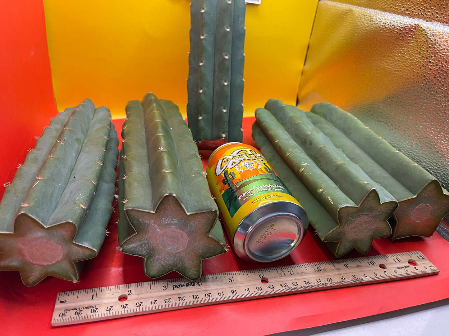SAN PEDRO CACTUS CUTTING !