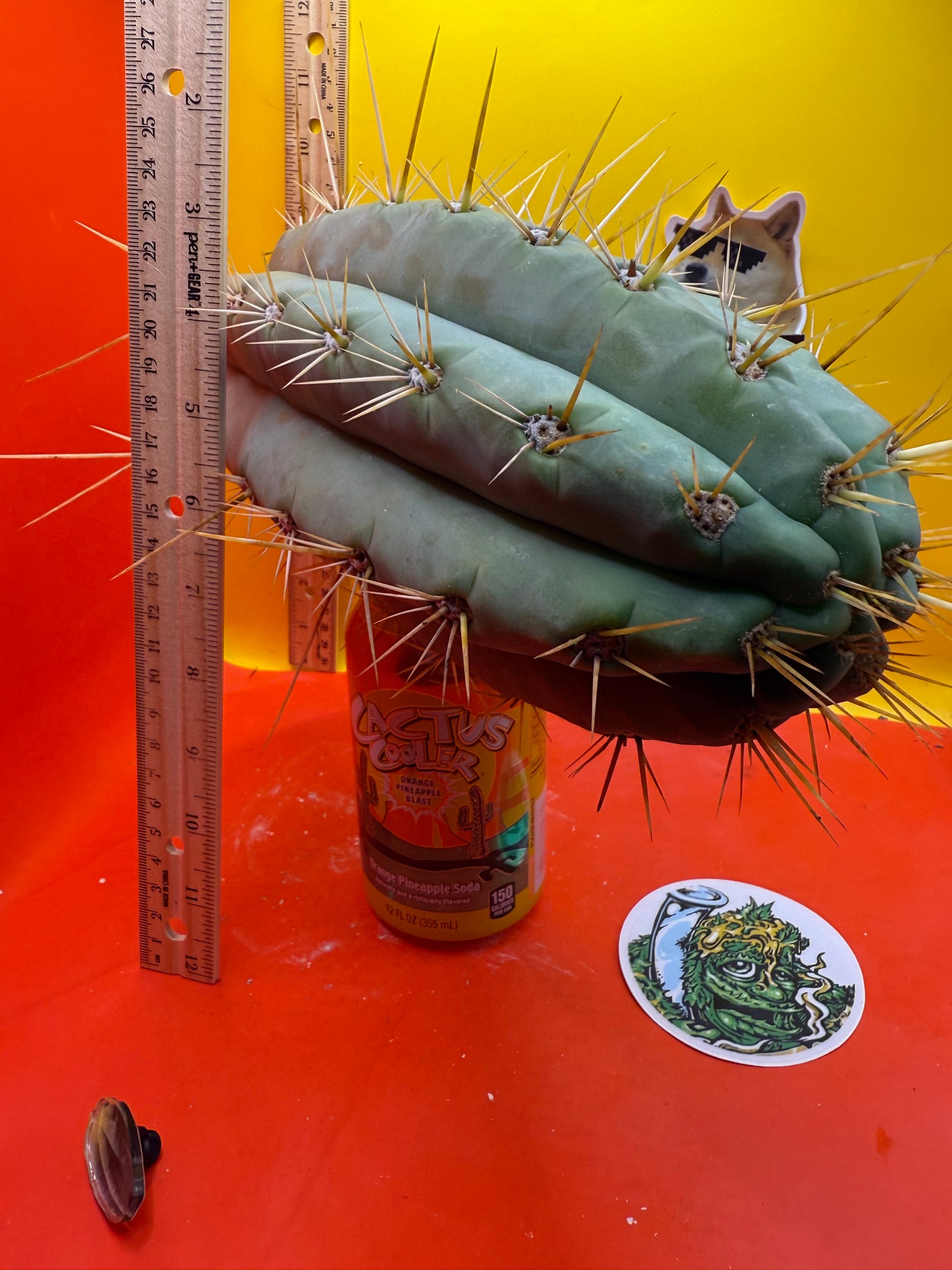 TRICHOCEREUS MACROGONUS !