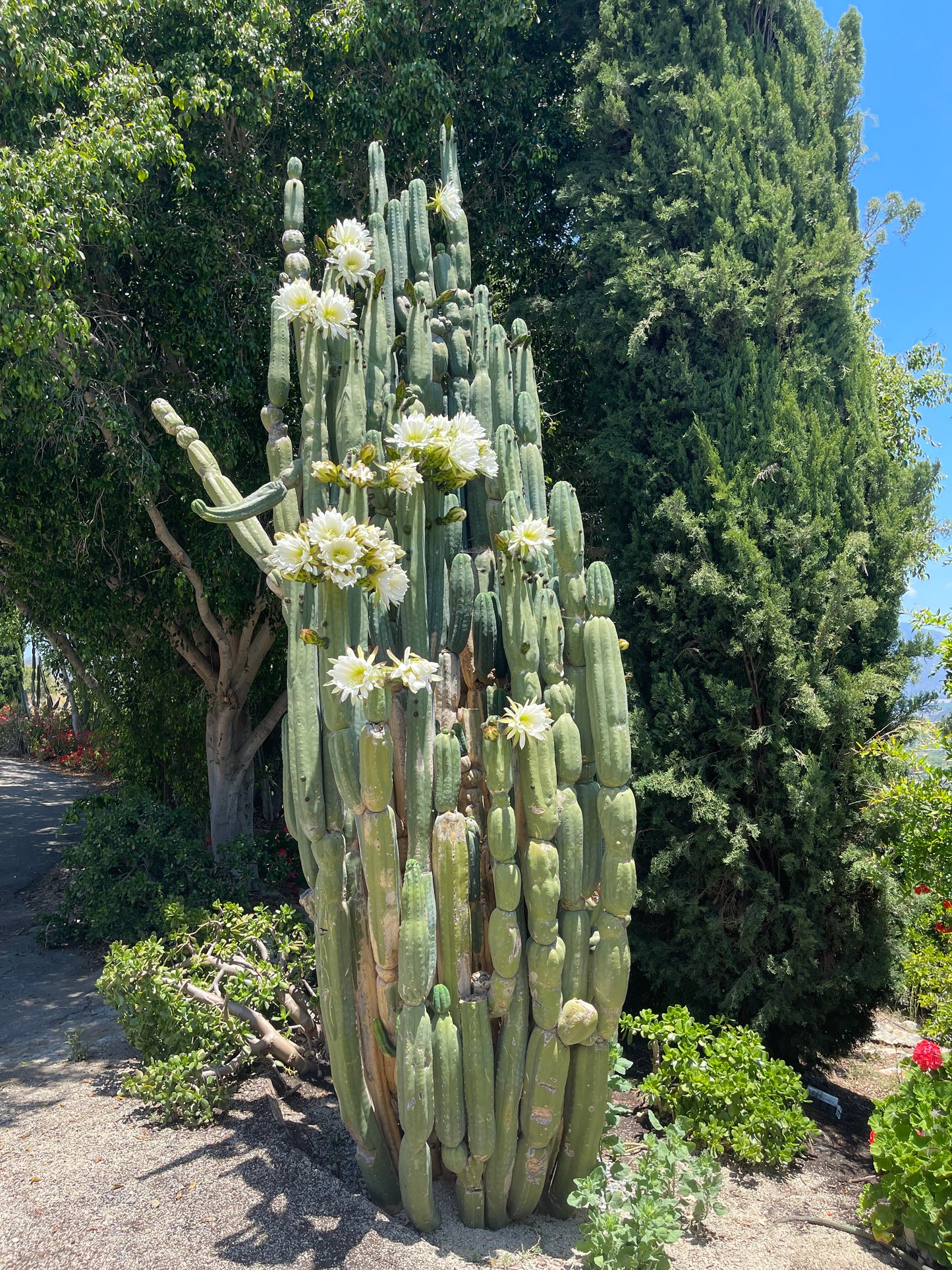 100 San Pedro Cactus - “Cahuilla” seeds!!