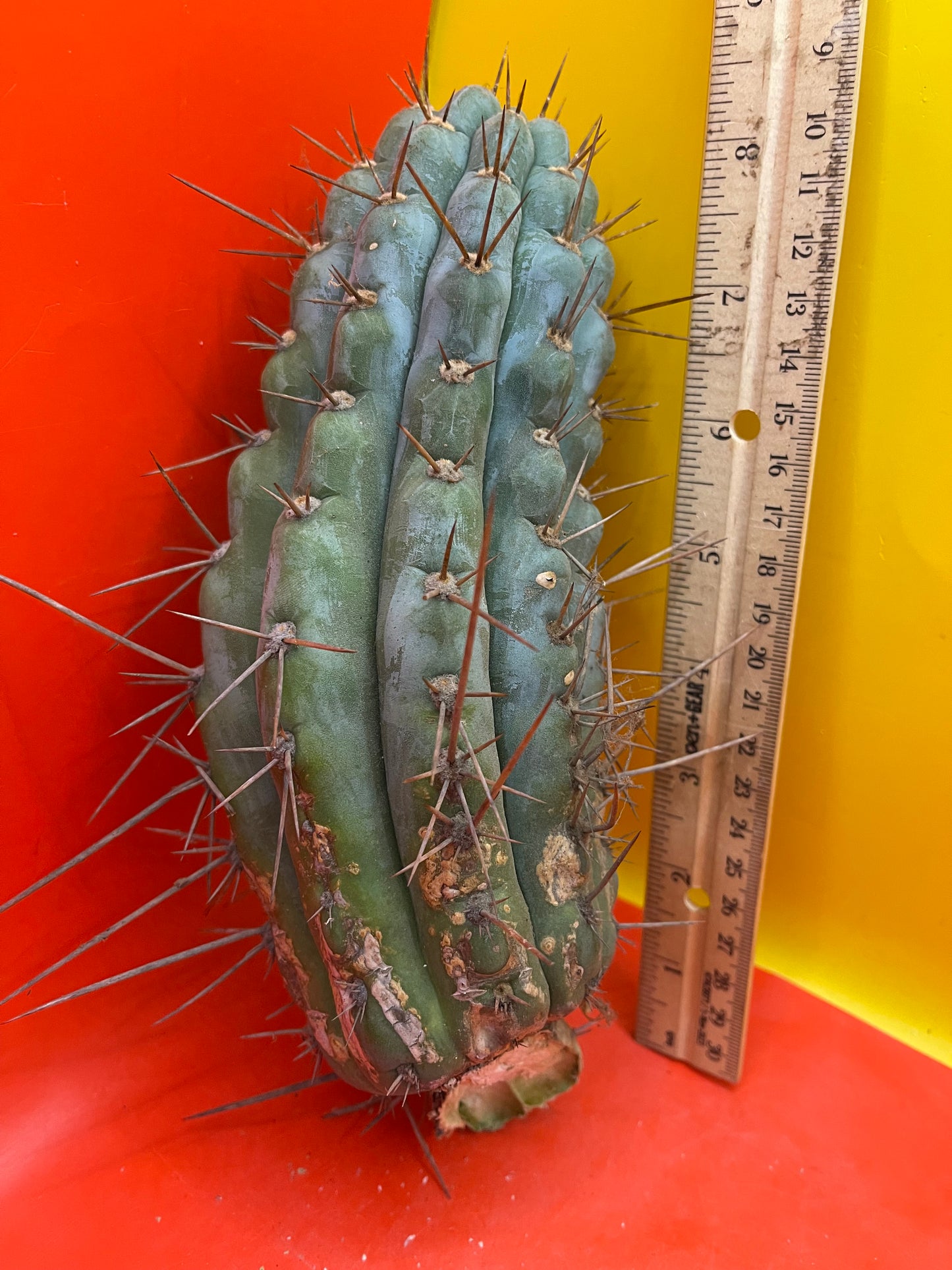 Serra Blue trichocereus cactus cutting (San Pedro )