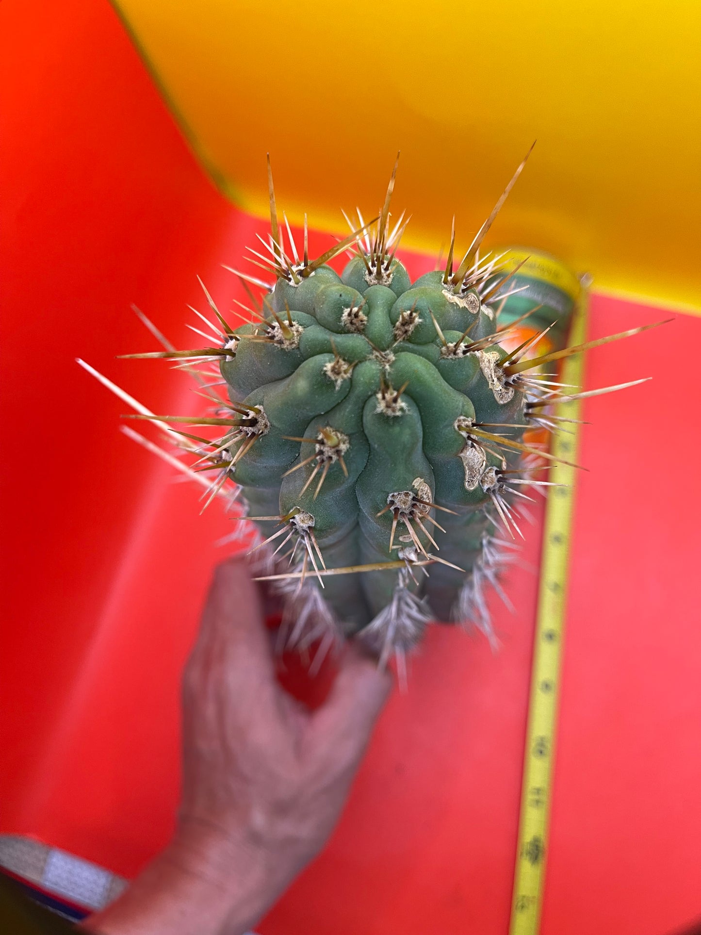 Trichocereus Puquiensis - cv “Linda”