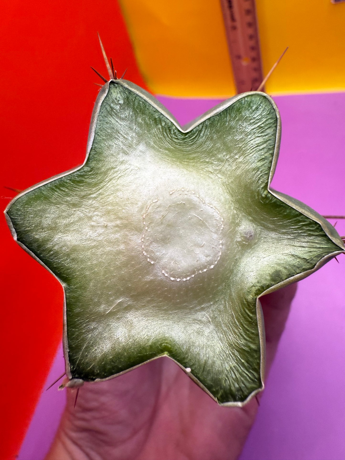 YOWIE X WOWIE !! Trichocereus Hybrid cactus cutting for sale