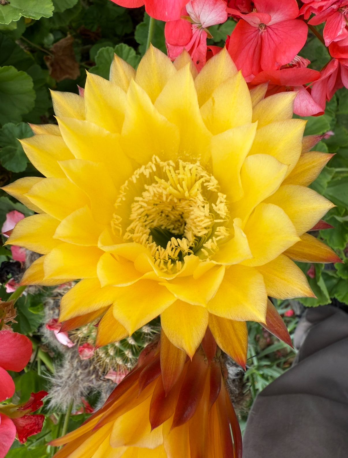 100 seeds ! “SEISMIC SUNSHINE”X”GLZAM NEON PINK”
