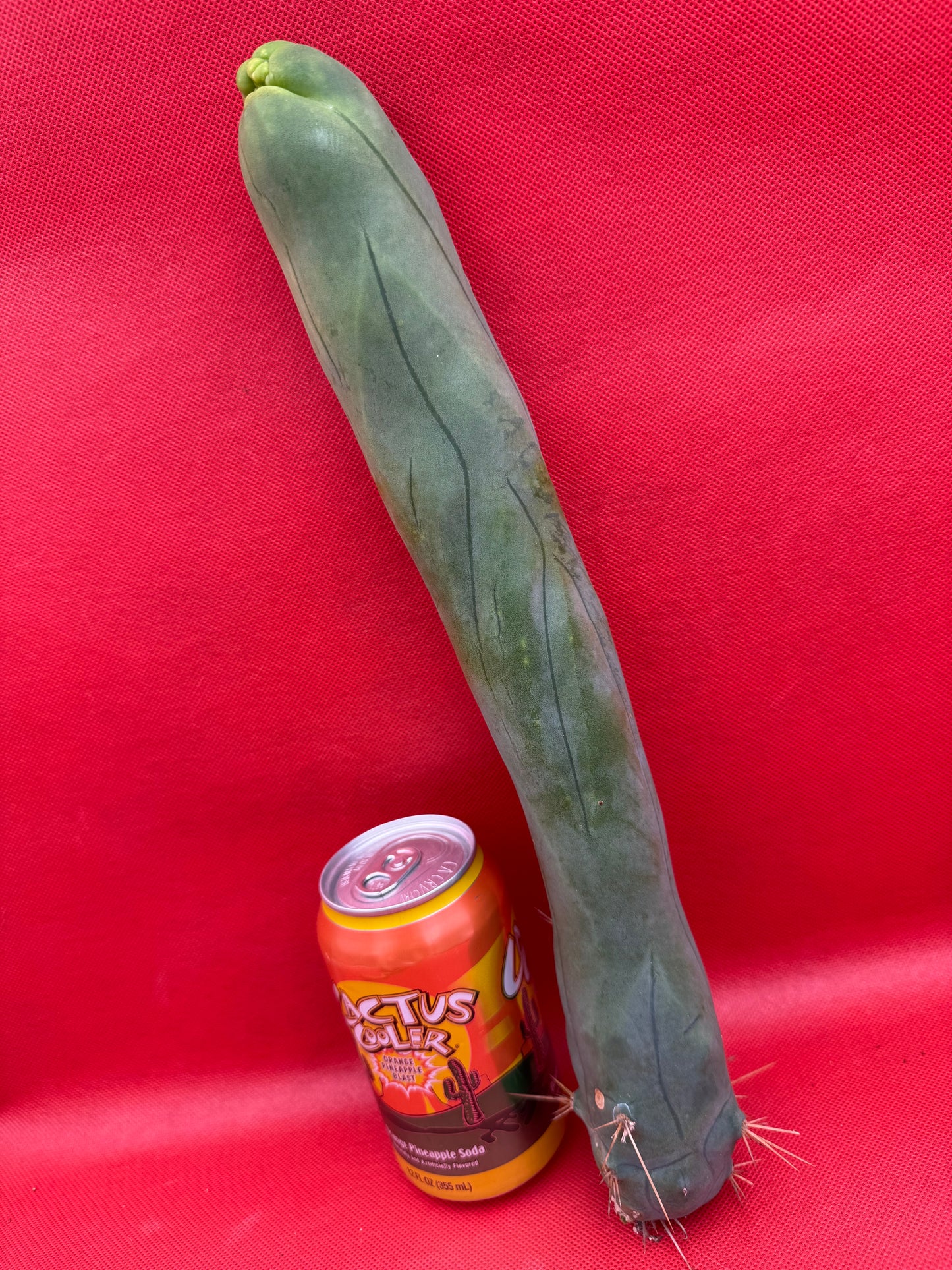 LONG FORM ! TBM-A cactus