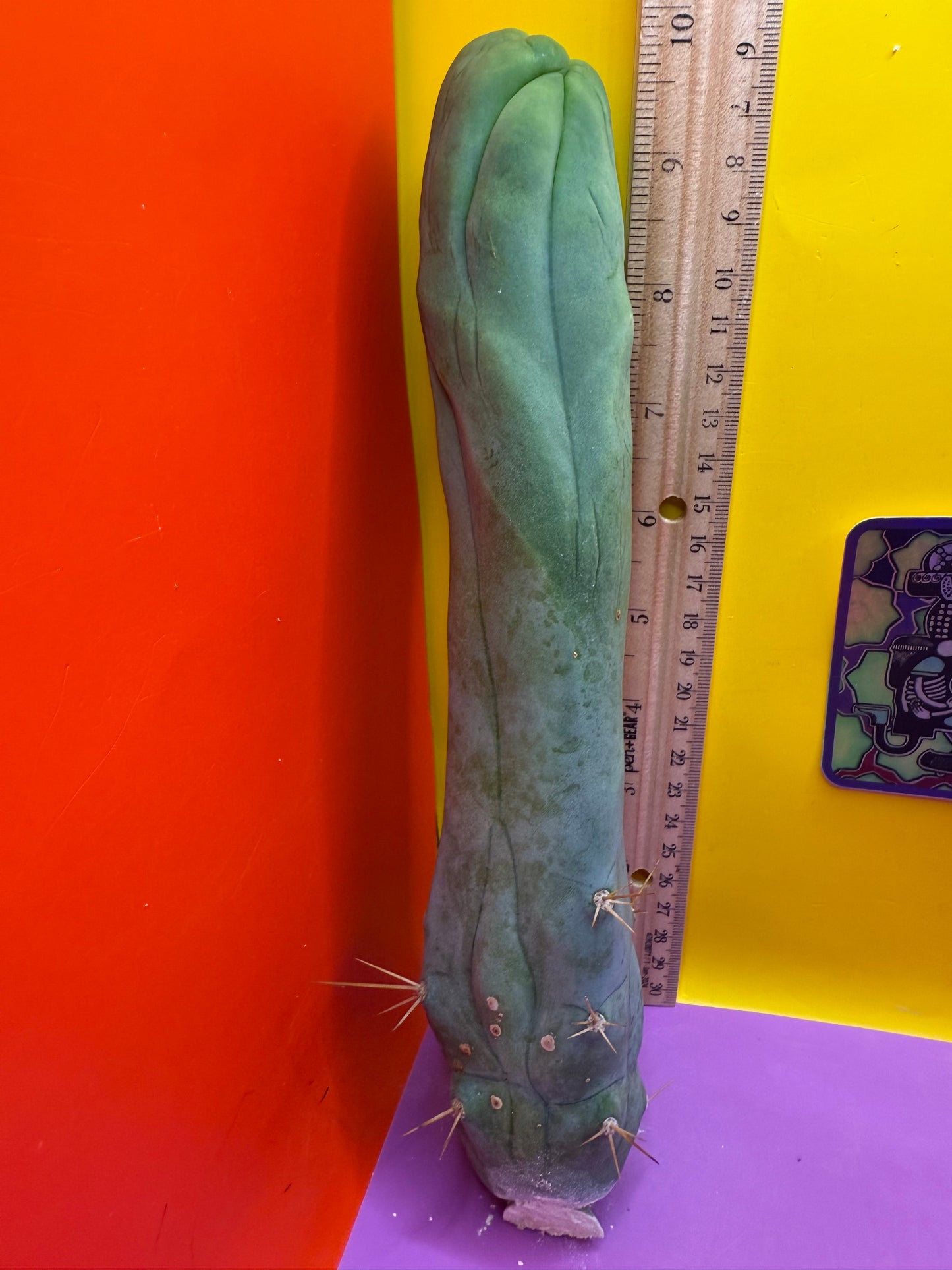 TBM-A long form monstrose cactus !