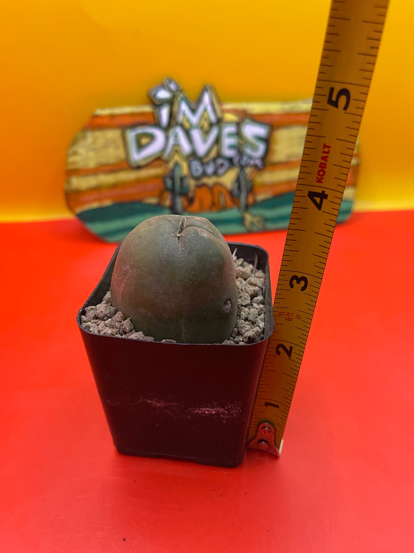 Tbm cactus !