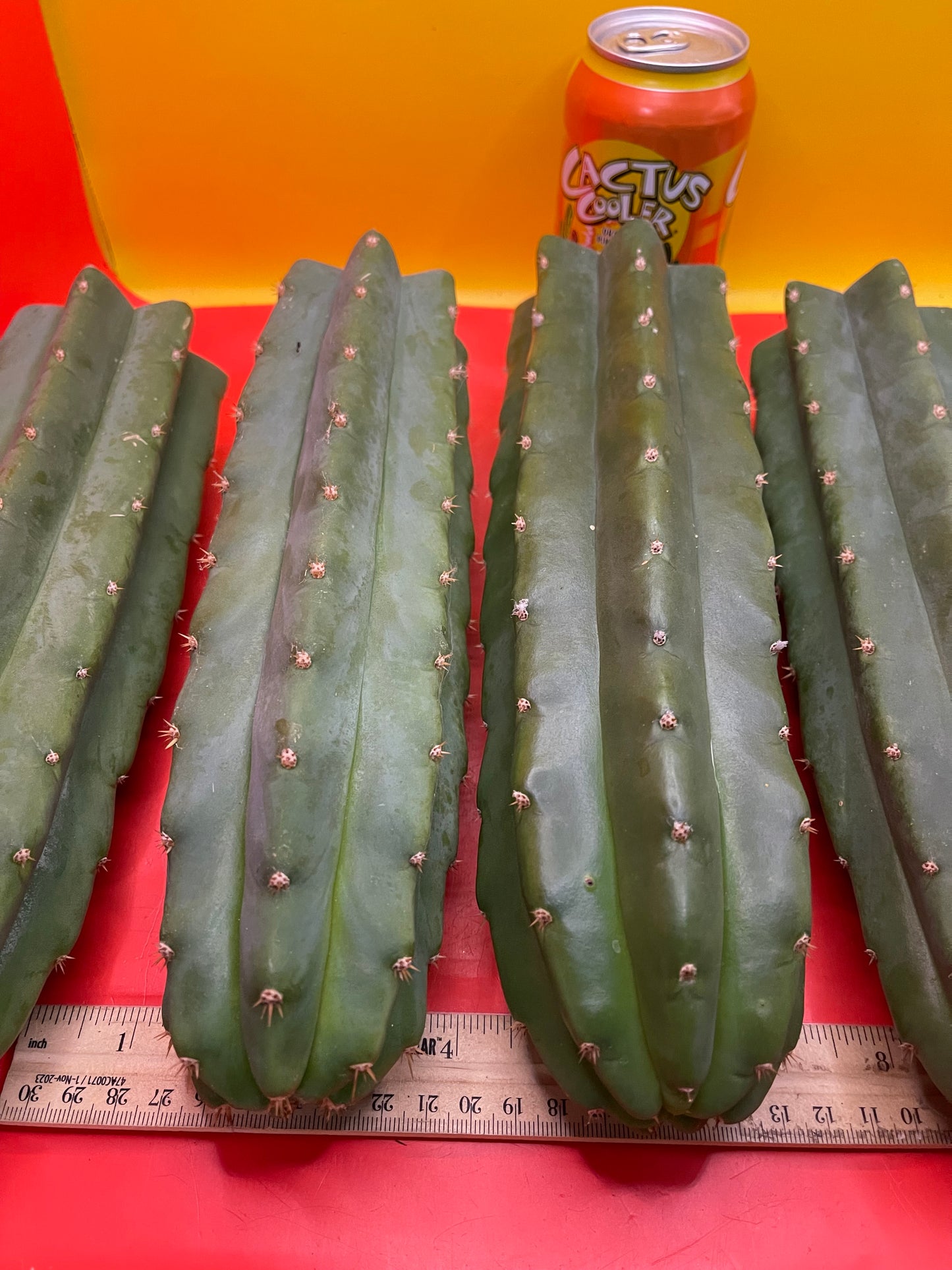 SAN PEDRO CACTUS CUTTING !
