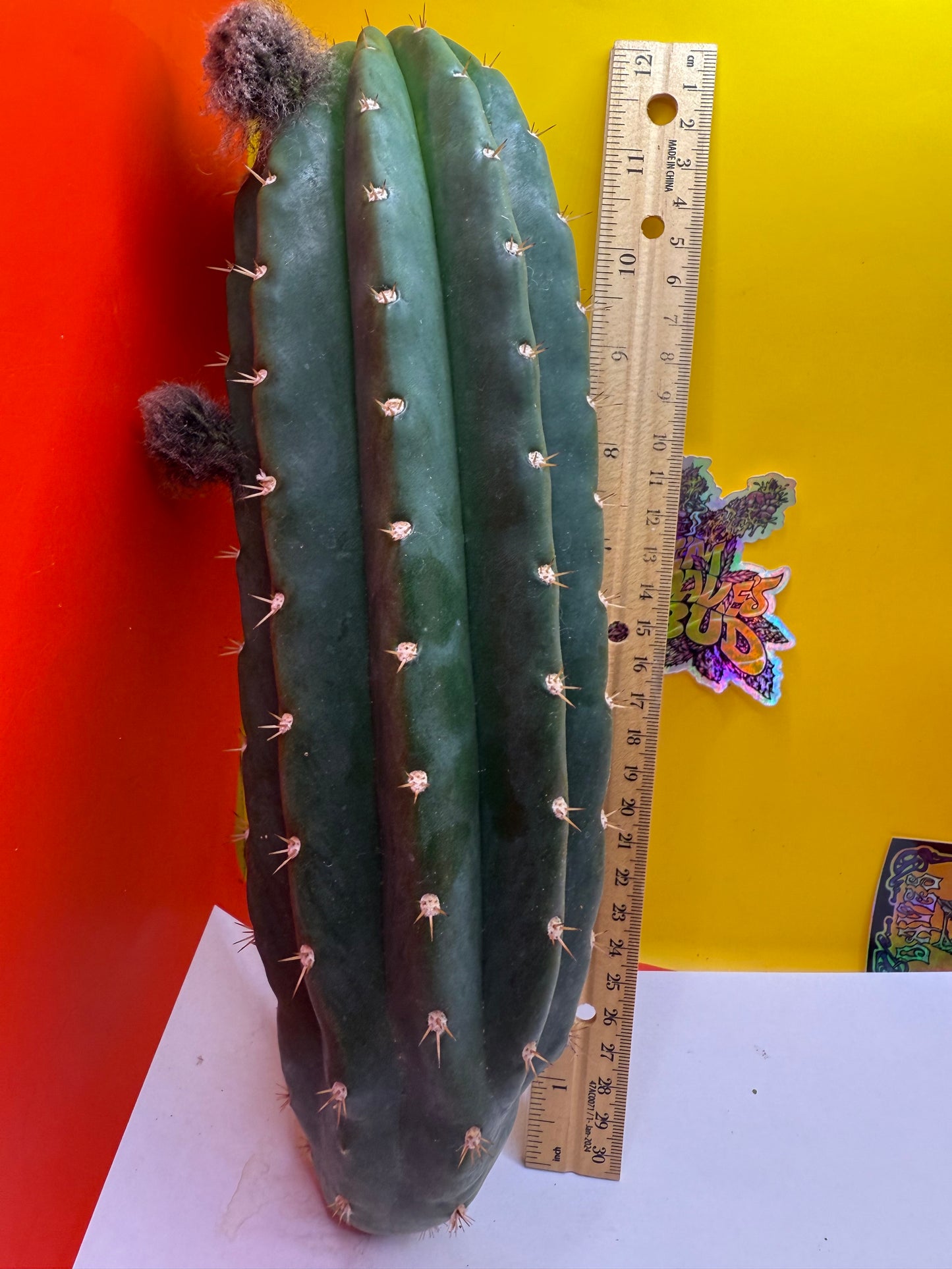 Large CACTO HEBRIDO Cut !