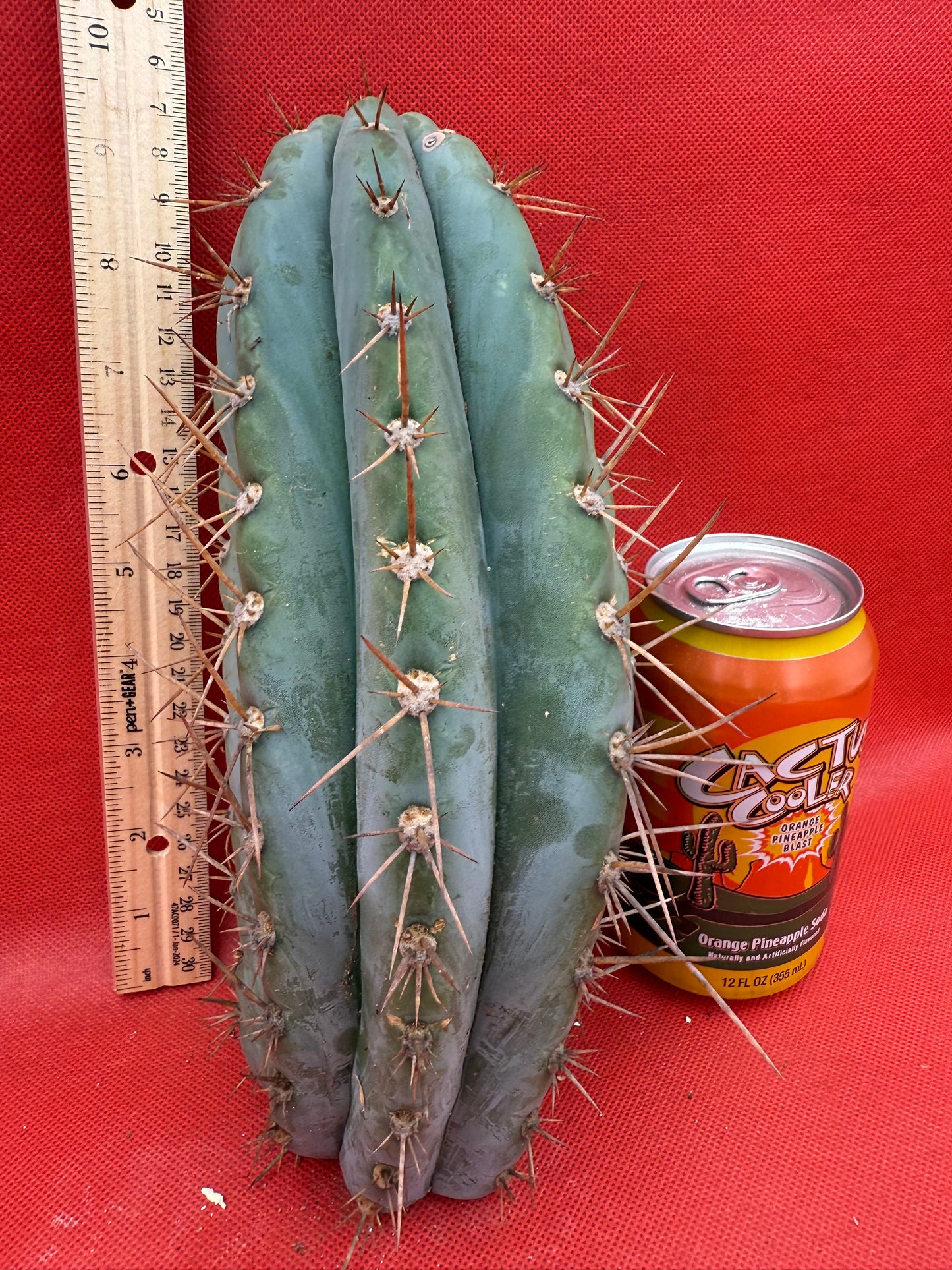 SERRA BLUE San Pedro Cactus ! 4” thick this exact cut!!