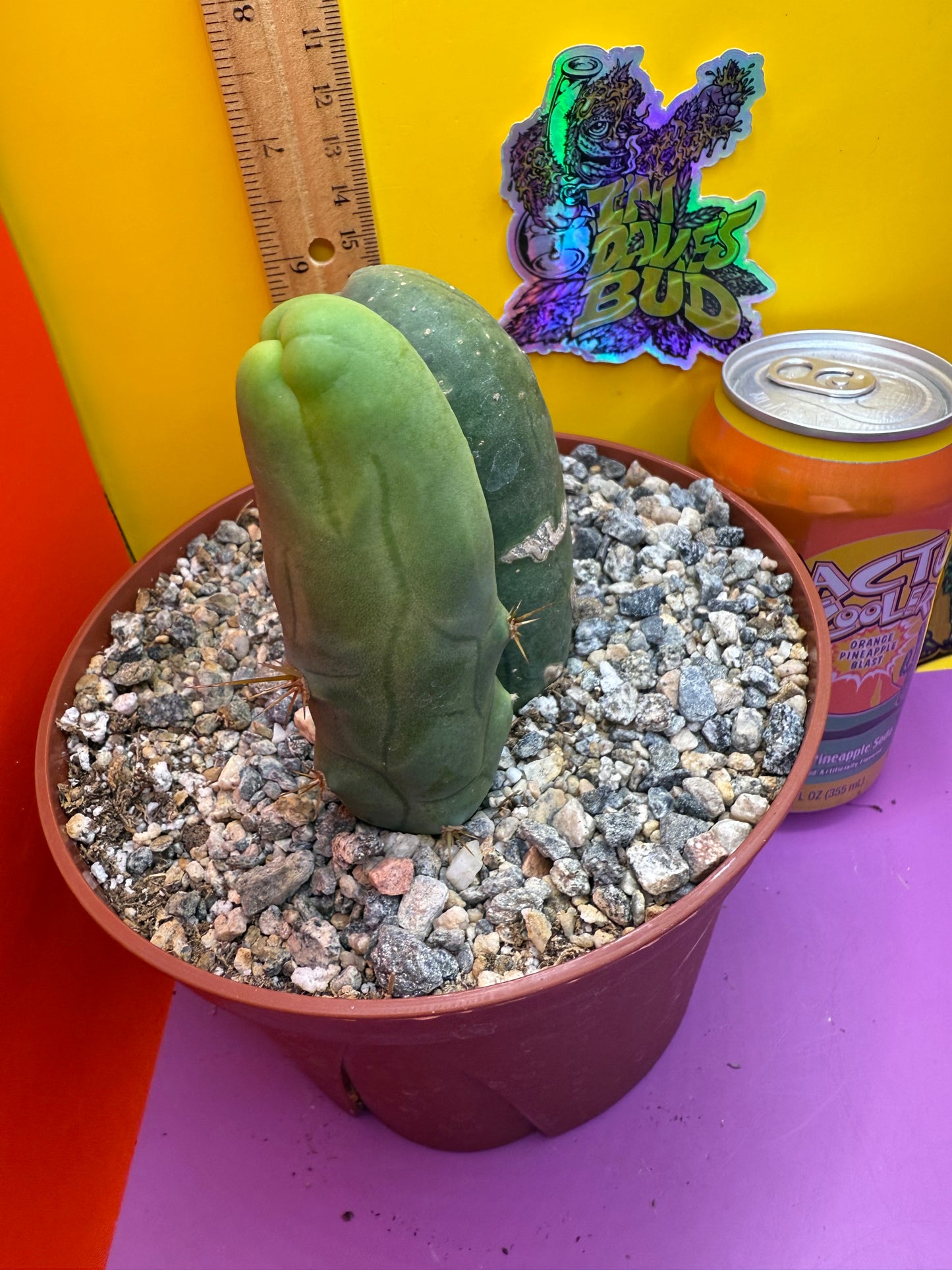 San Pedro Cactus TBM - comes in 6” wide pot !