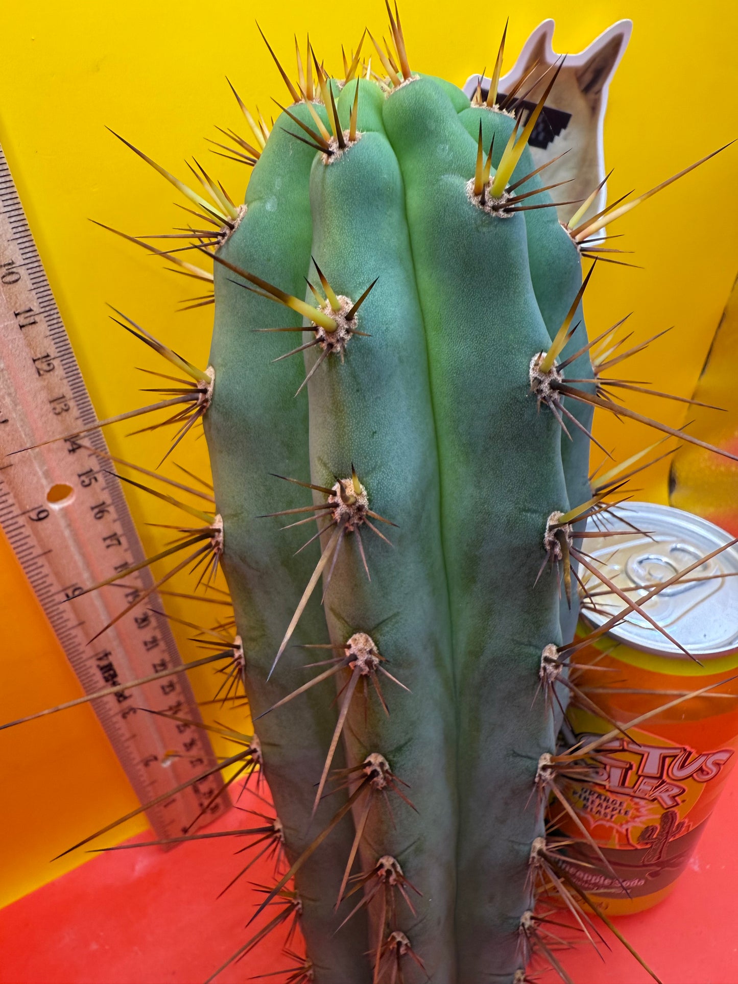 CUZCO !! Cuzcoensis