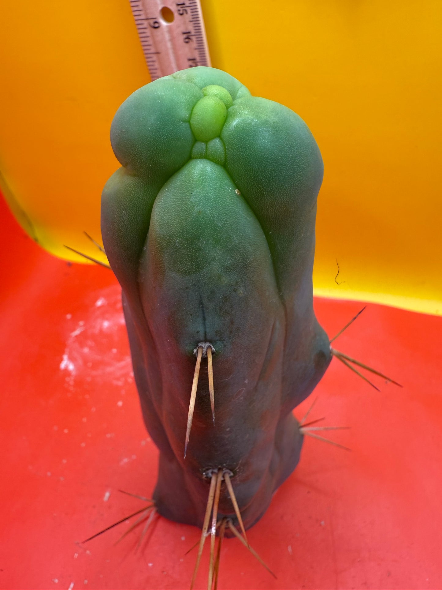 WALTS DRAGON ! ๐ cactus