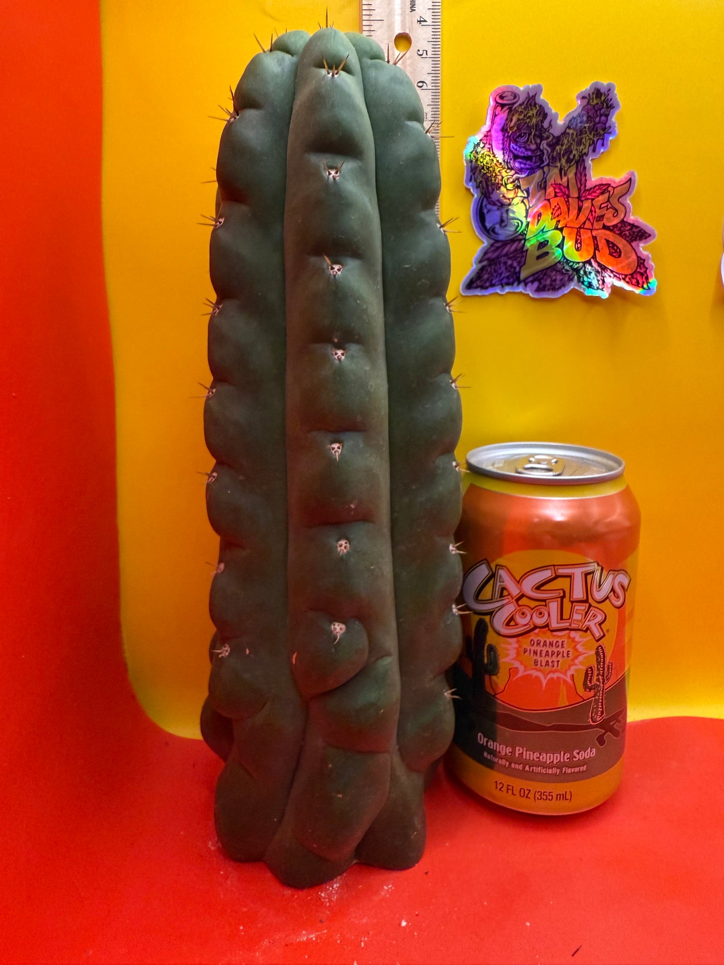 TPM ! Exact cactus
