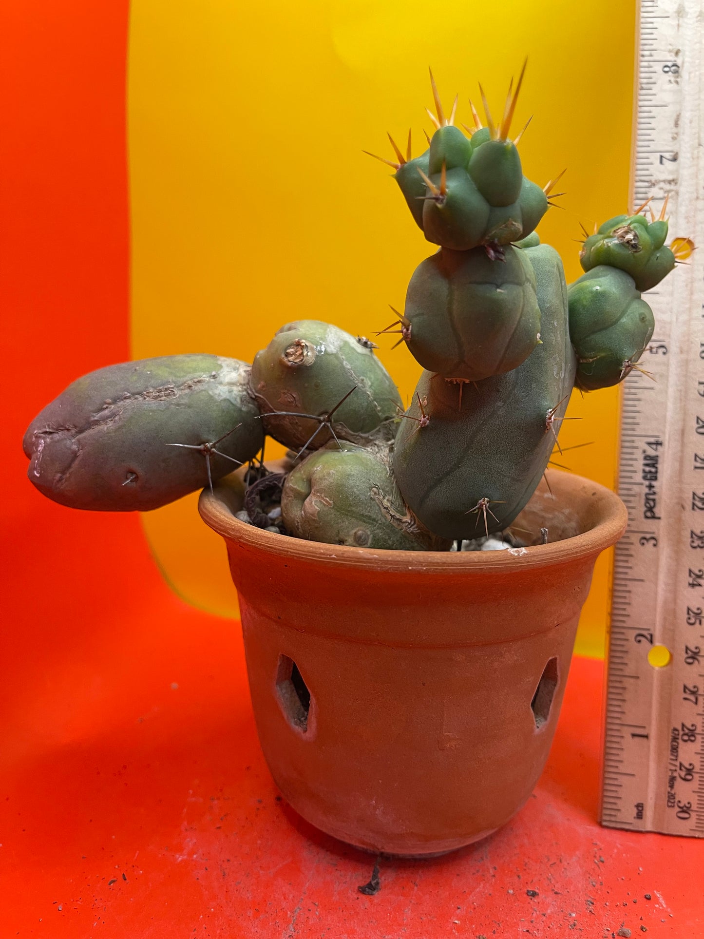 Monstrose cactus - - TBM shortform type b