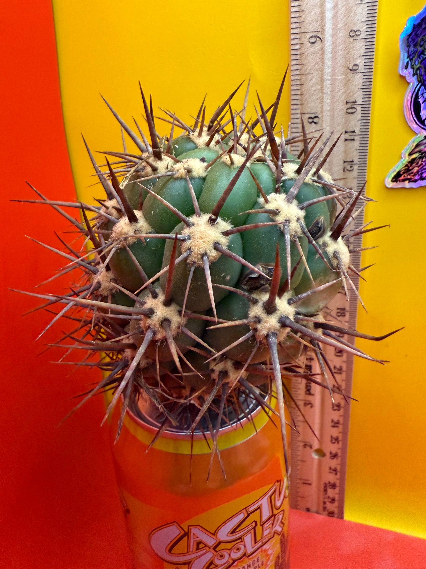 Exact cactus - Trichocereus Tacaquirensis